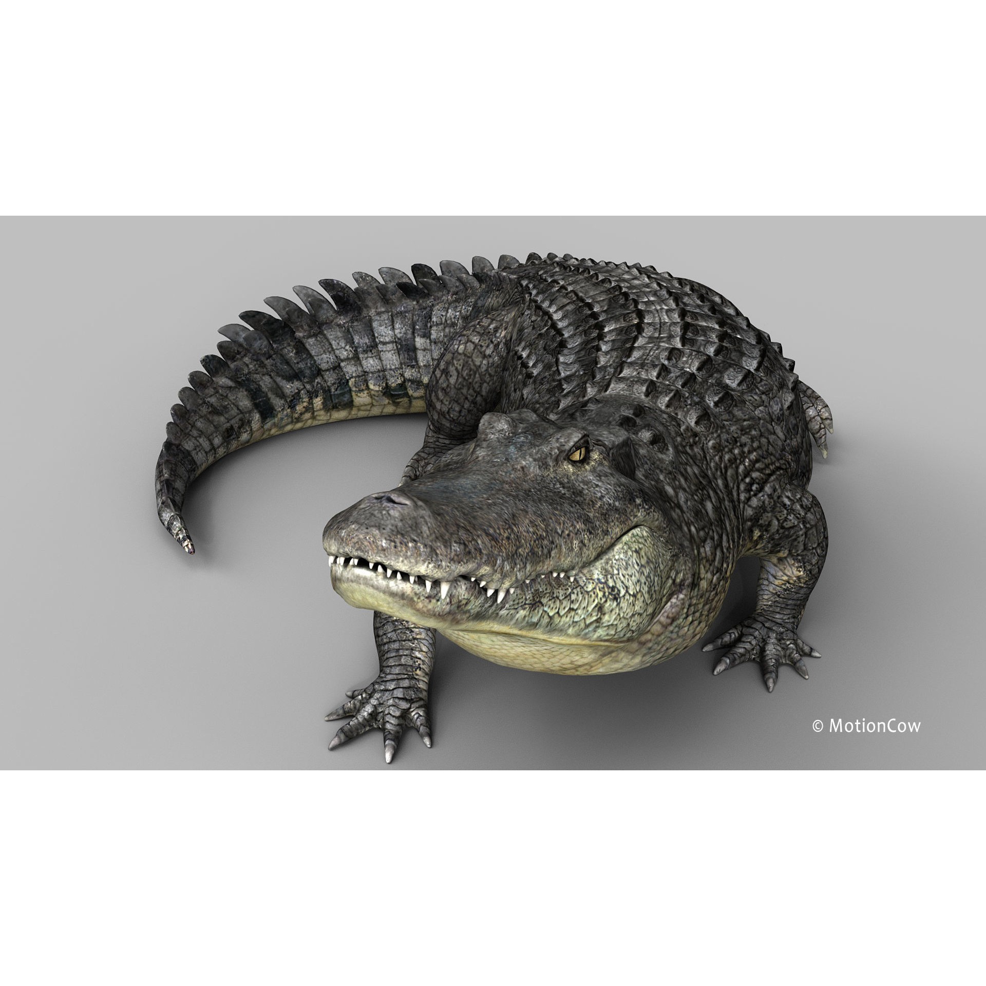 Alligator 3D Model – Rigged Reptile with Animations, FBX - View 21