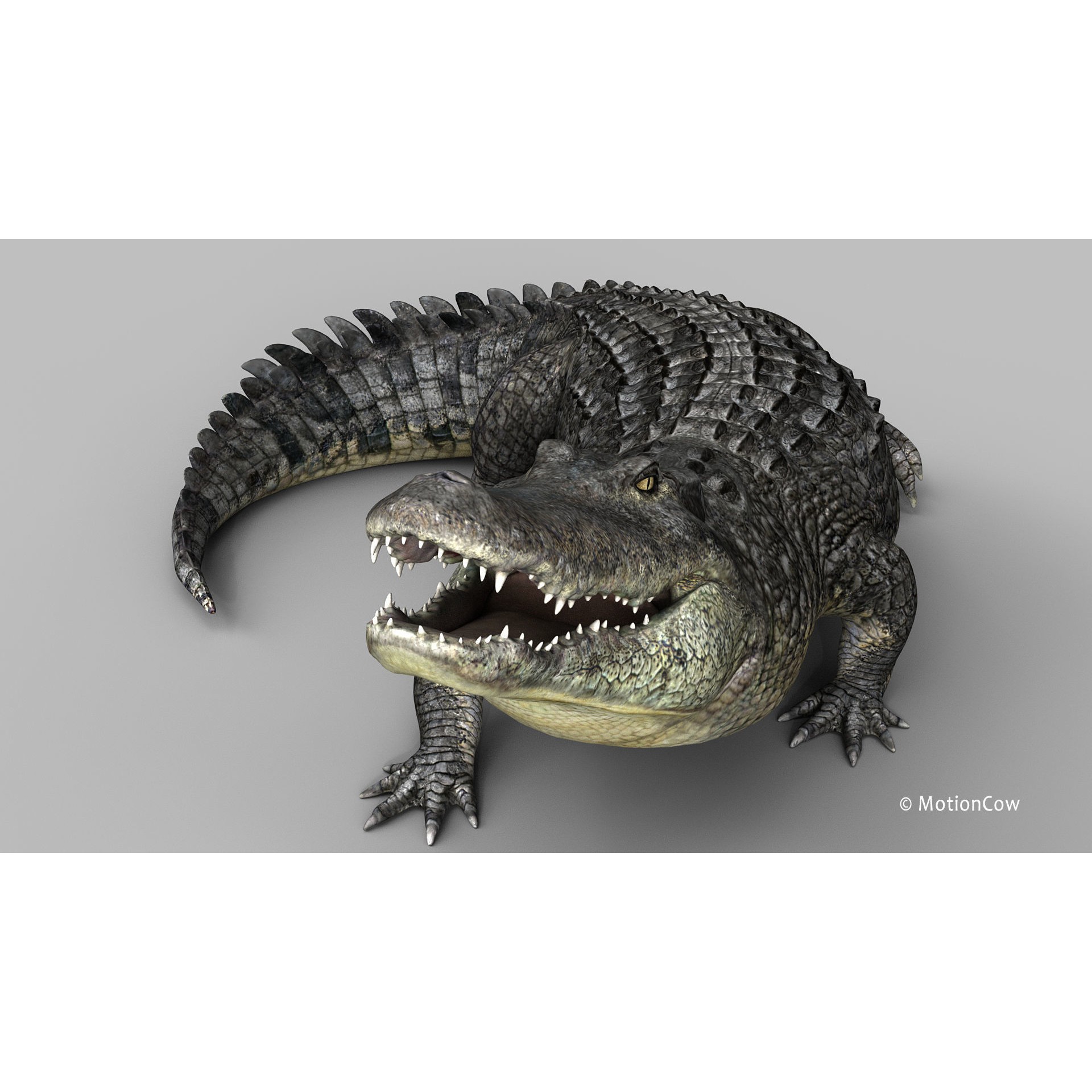 Alligator 3D Model – Rigged Reptile with Animations, FBX - View 22