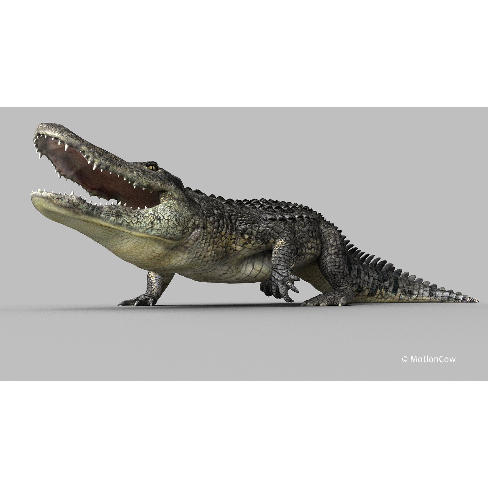 Alligator 3D Model – Rigged Reptile with Animations, FBX - View 23