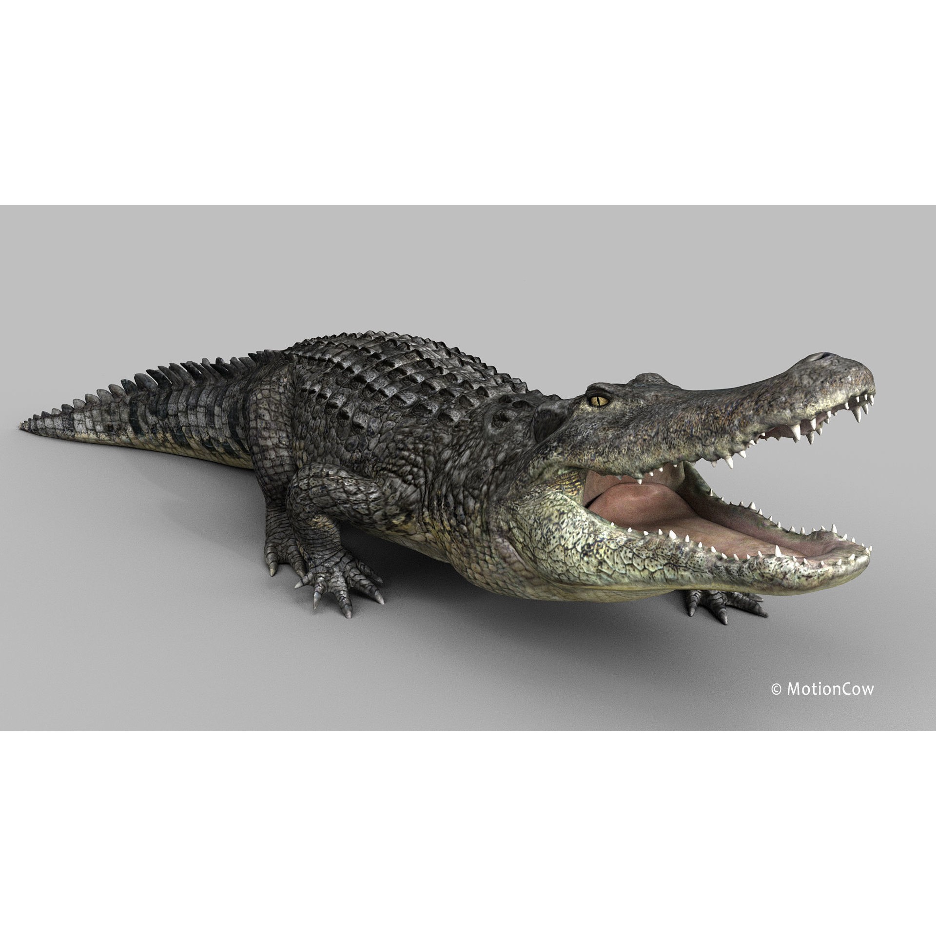 Alligator 3D Model – Rigged Reptile with Animations, FBX - View 24