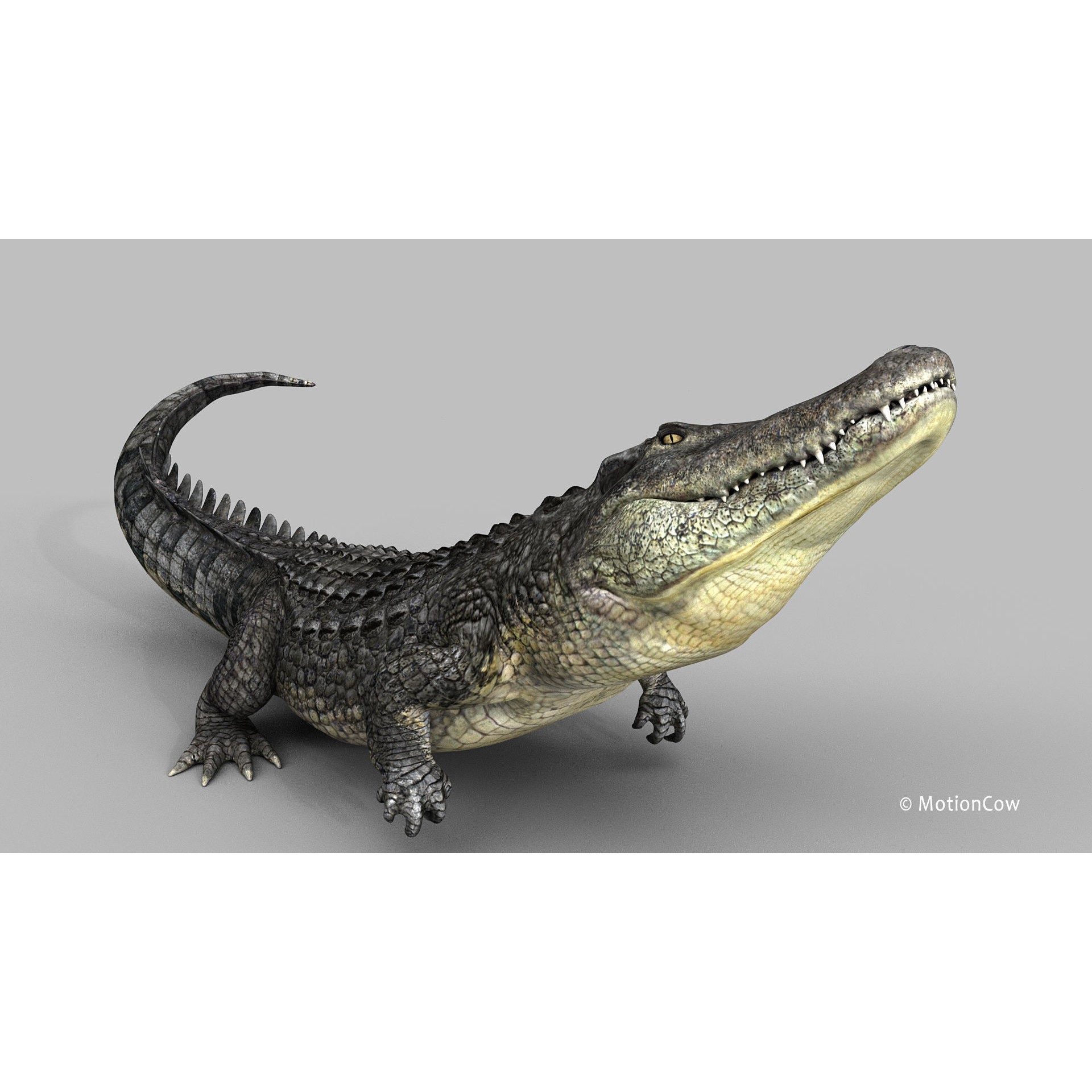Alligator 3D Model – Rigged Reptile with Animations, FBX - View 25