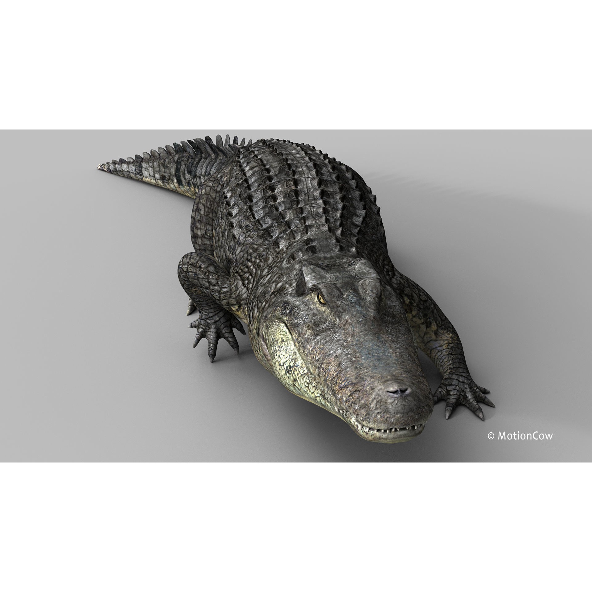 Alligator 3D Model – Rigged Reptile with Animations, FBX - View 26