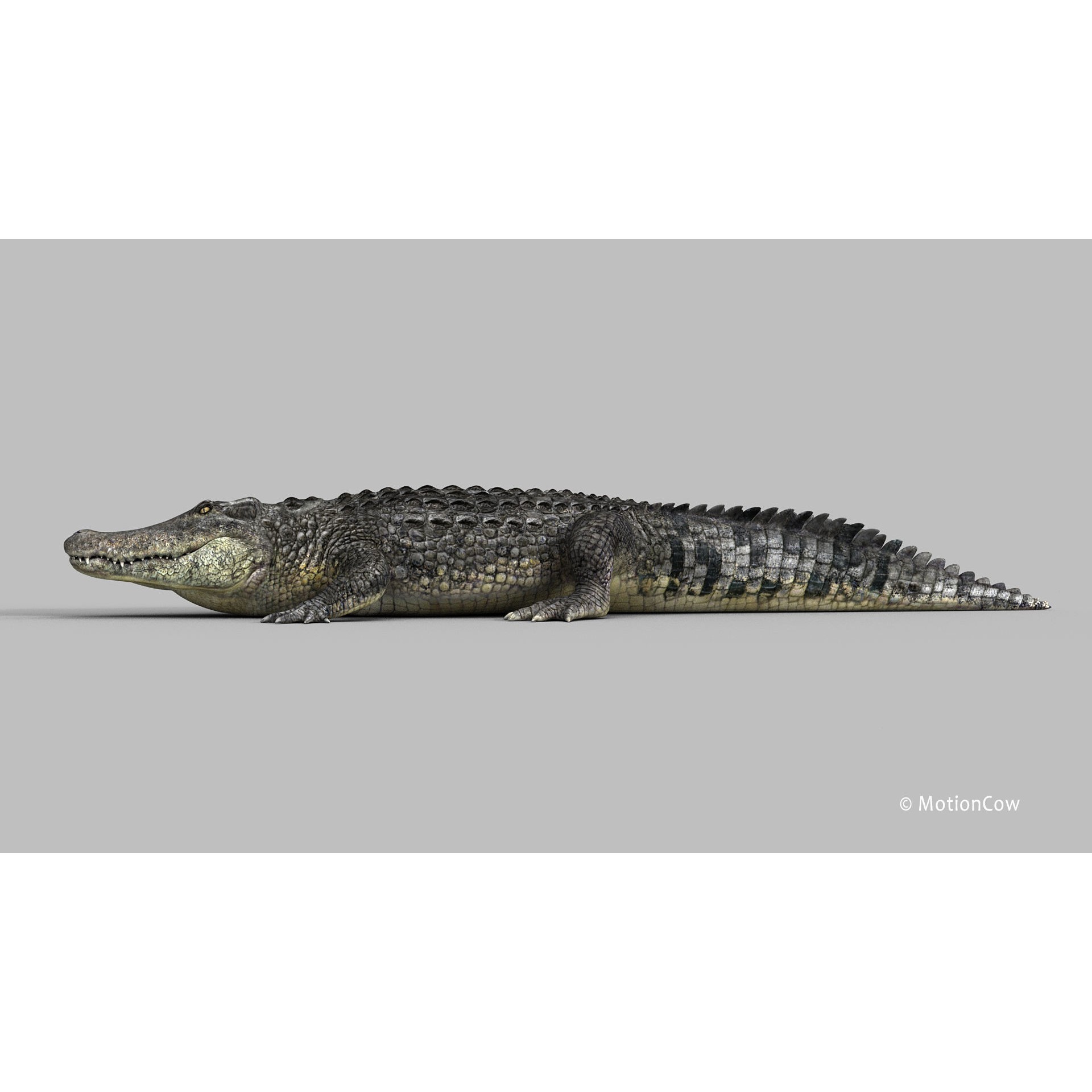 Alligator 3D Model – Rigged Reptile with Animations, FBX - View 27