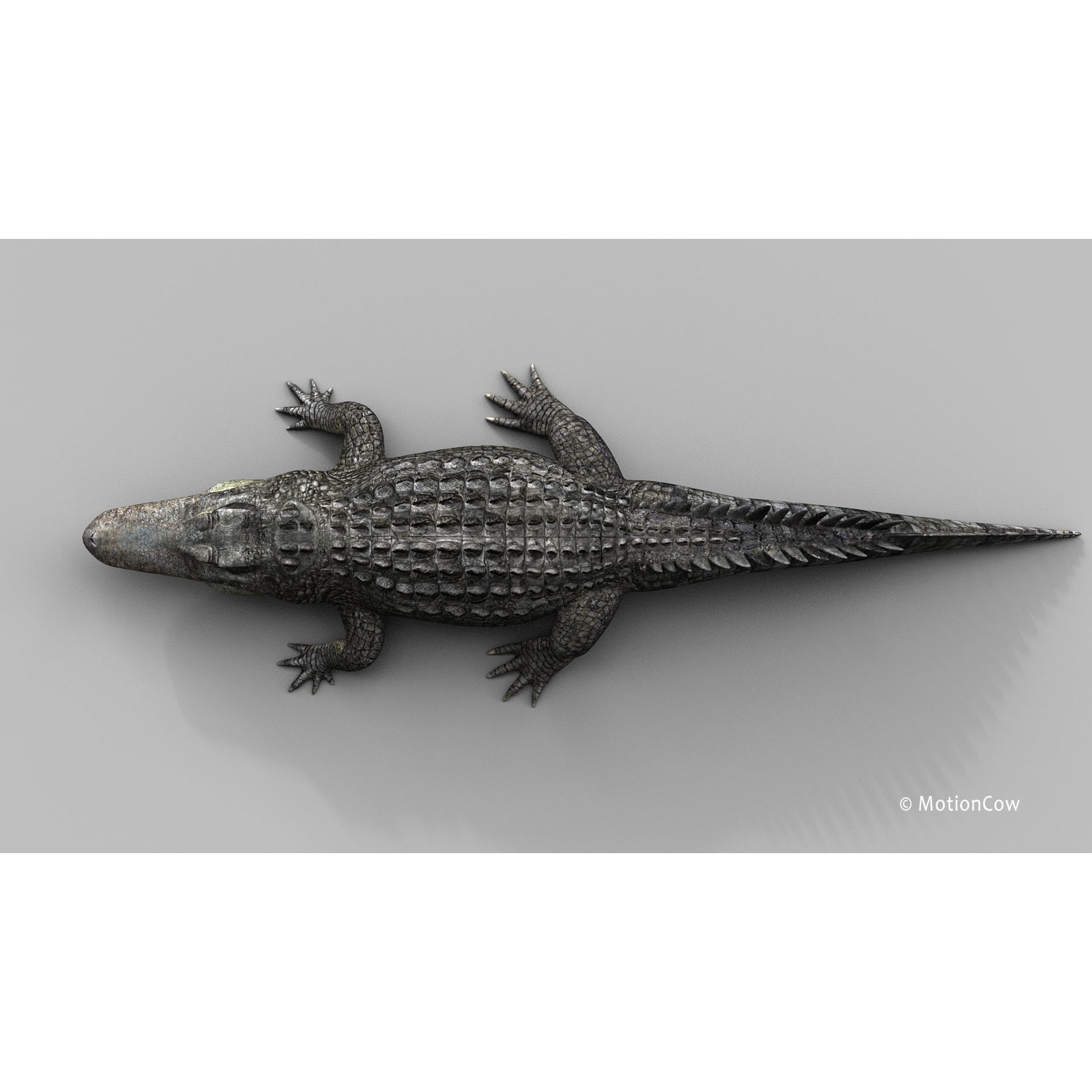 Alligator 3D Model – Rigged Reptile with Animations, FBX - View 28
