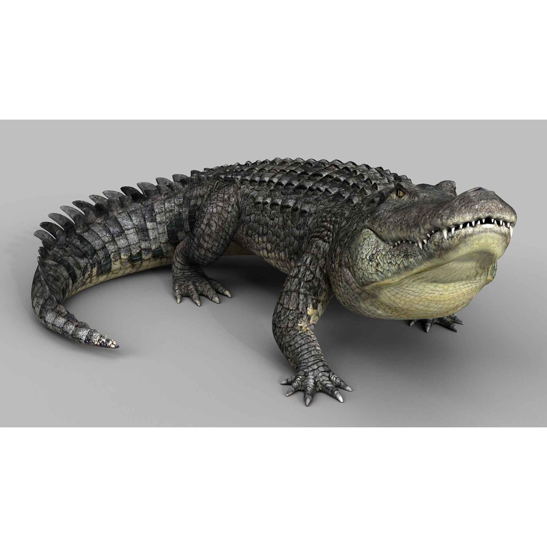 Alligator 3D Model – Rigged Reptile with Animations, FBX - View 3