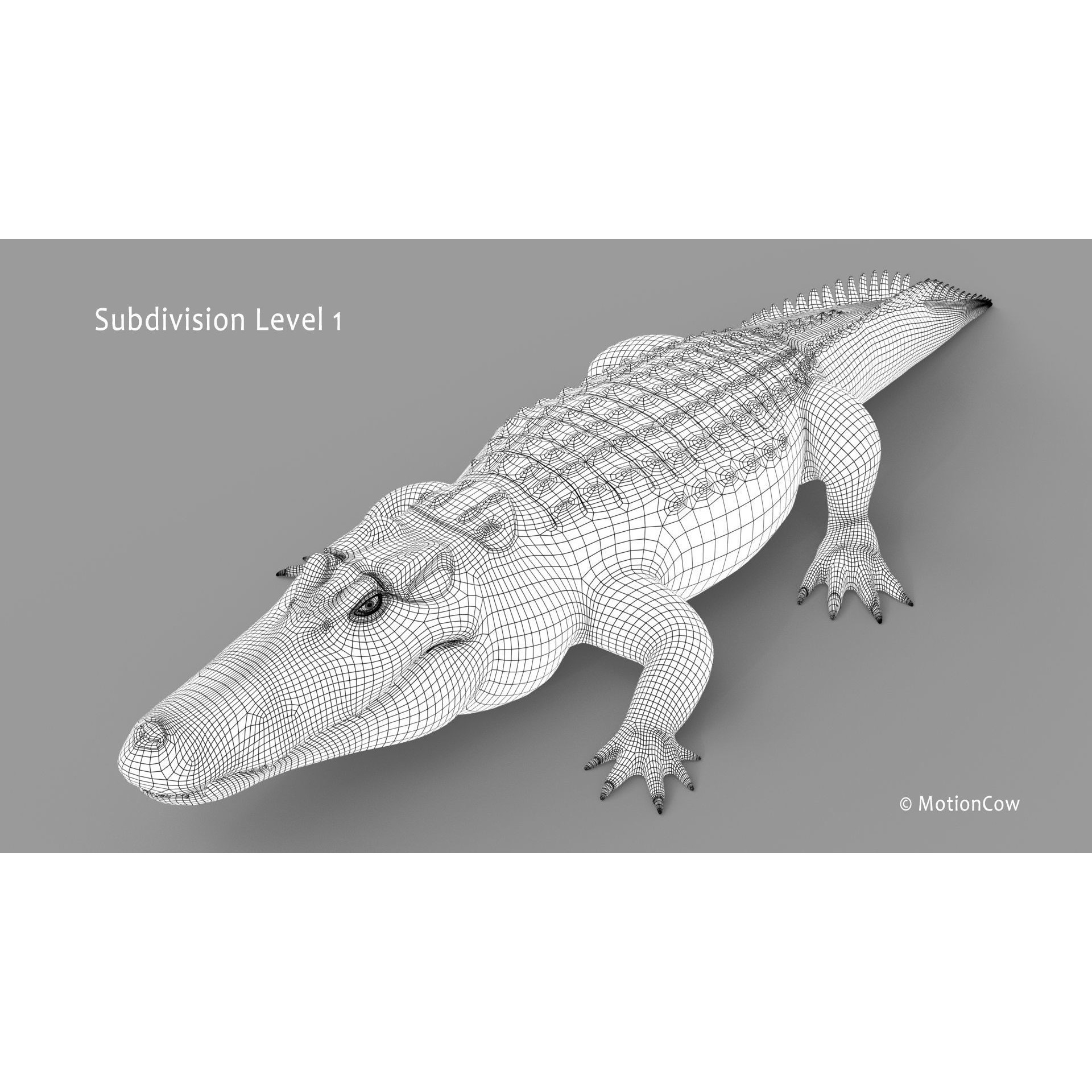 Alligator 3D Model – Rigged Reptile with Animations, FBX - View 32