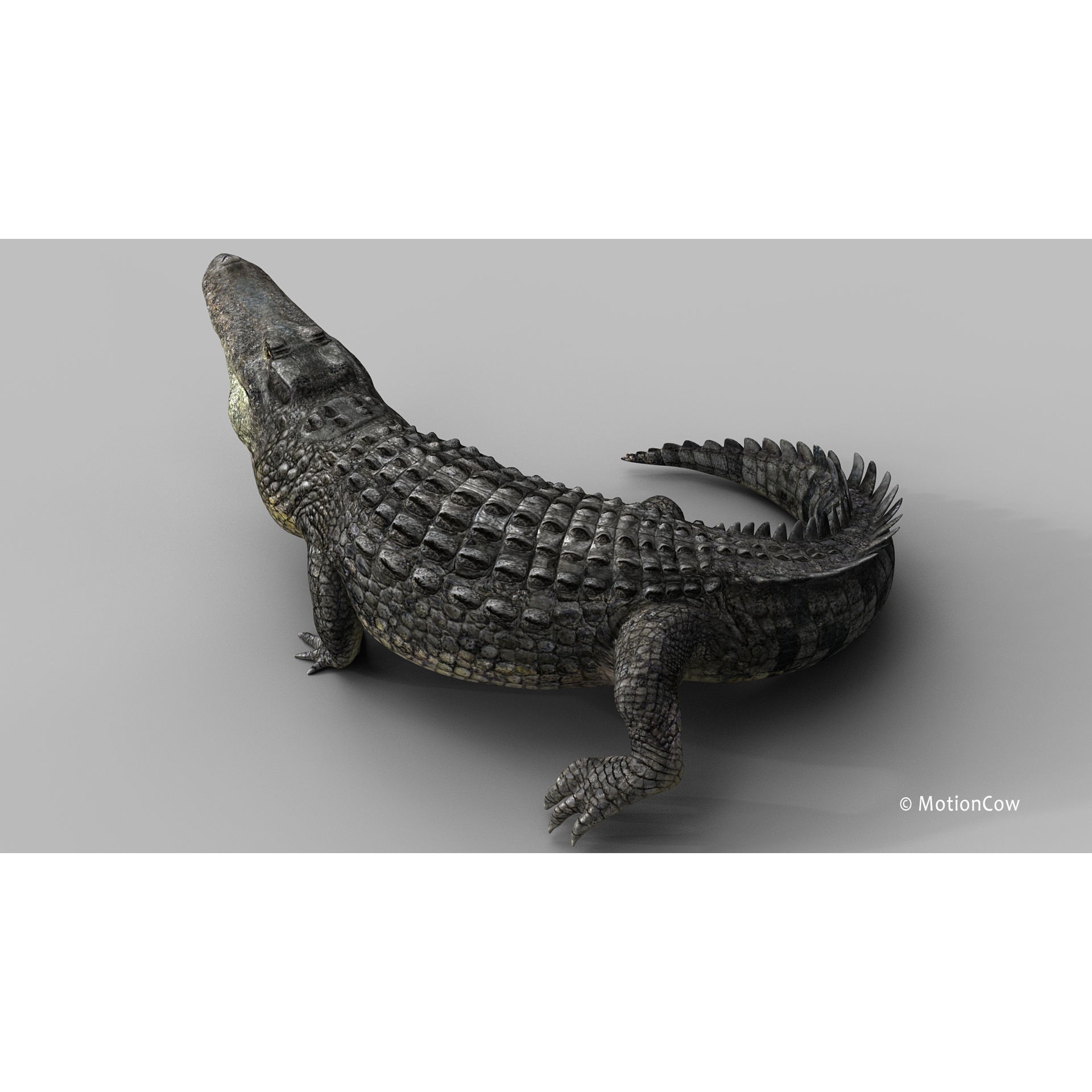 Alligator 3D Model – Rigged Reptile with Animations, FBX - View 4