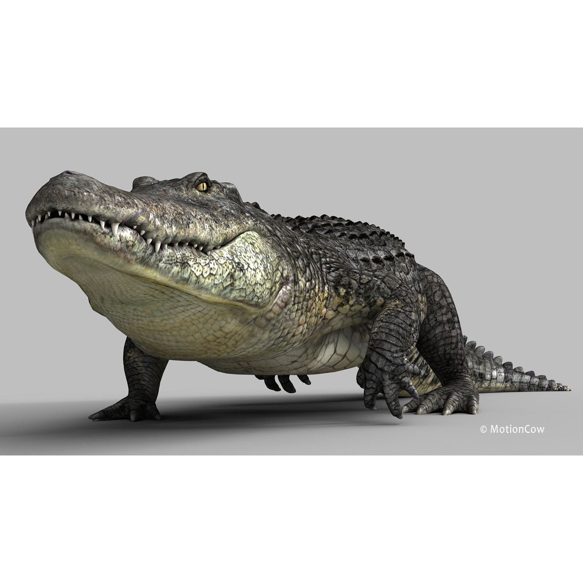 Alligator 3D Model – Rigged Reptile with Animations, FBX - View 5