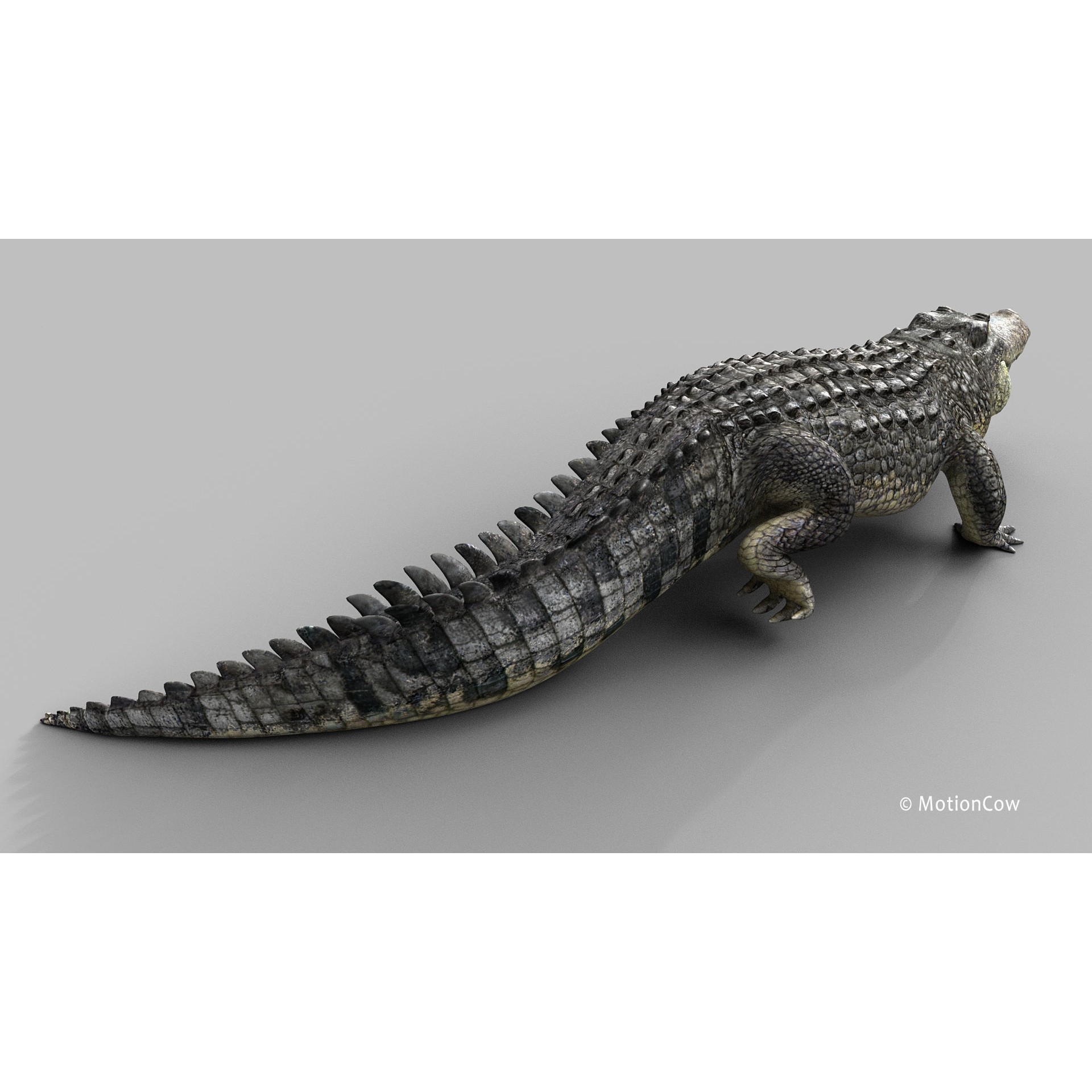 Alligator 3D Model – Rigged Reptile with Animations, FBX - View 6