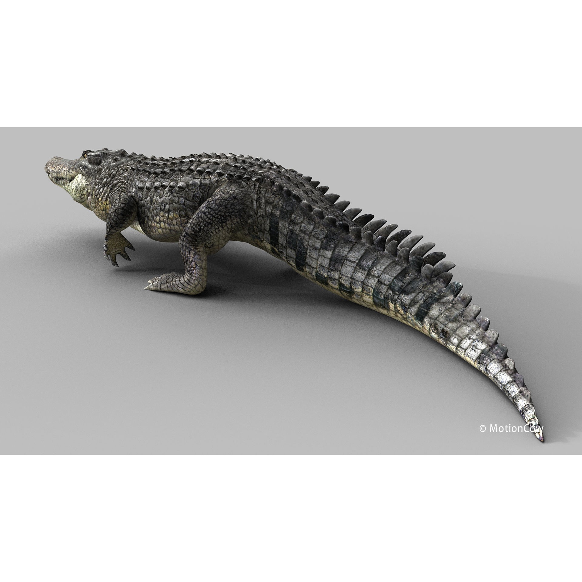 Alligator 3D Model – Rigged Reptile with Animations, FBX - View 7