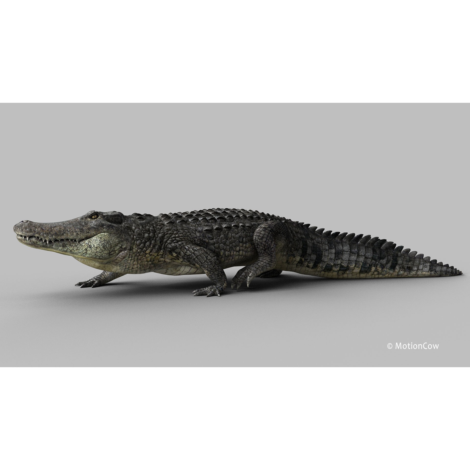 Alligator 3D Model – Rigged Reptile with Animations, FBX - View 8
