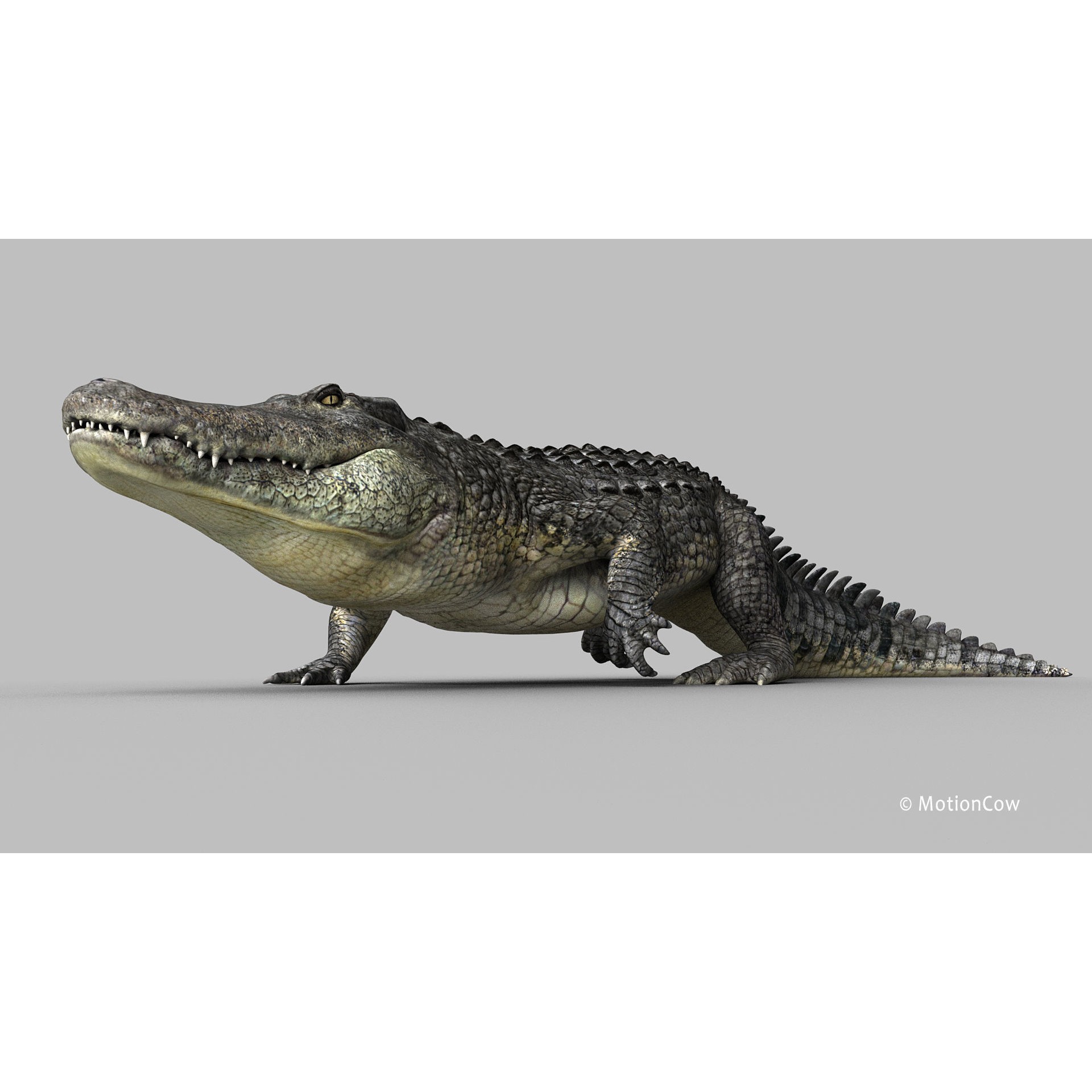 Alligator 3D Model – Rigged Reptile with Animations, FBX - View 9