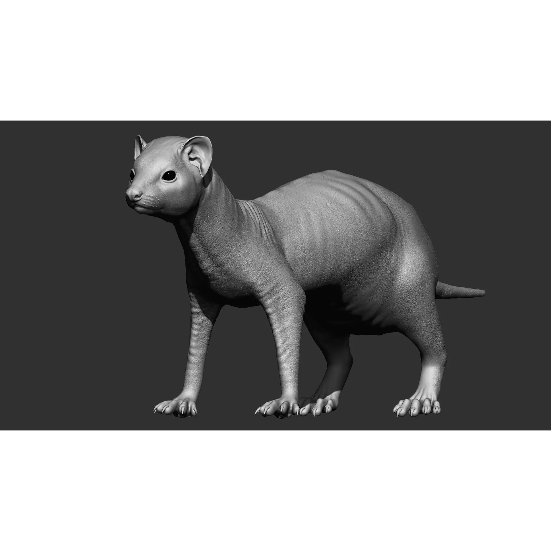 Ferret 3D Model – VFX Ready Animal Asset, FBX, PBR Textures - View 2