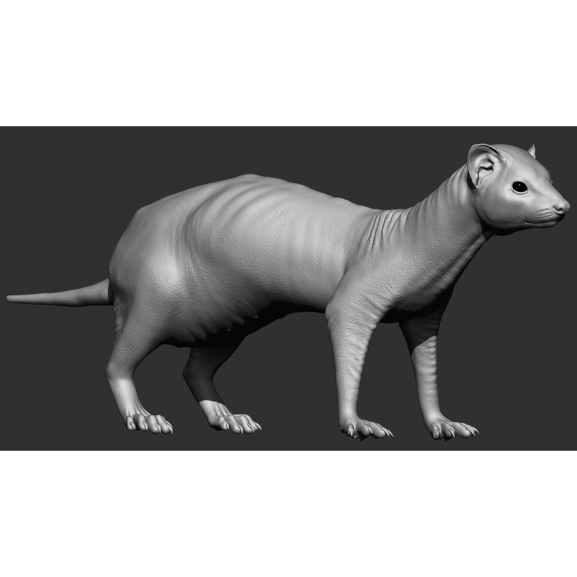 Ferret 3D Model – VFX Ready Animal Asset, FBX, PBR Textures - View 3