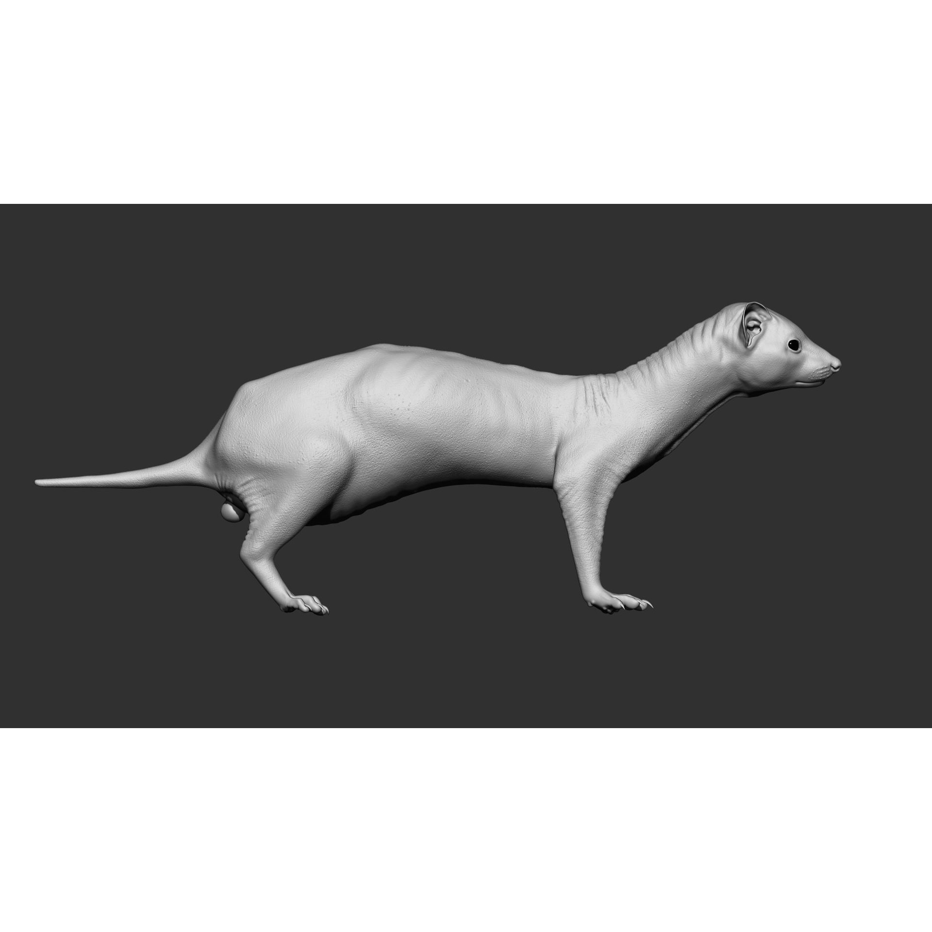 Ferret 3D Model – VFX Ready Animal Asset, FBX, PBR Textures - View 4