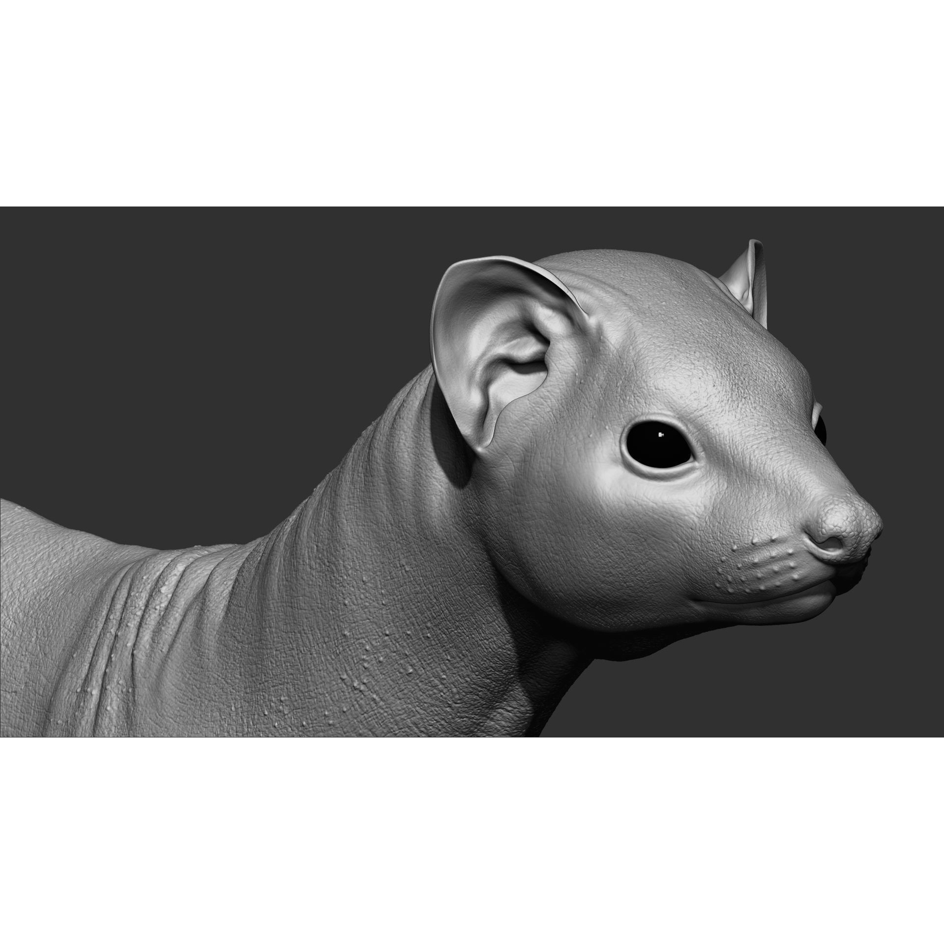 Ferret 3D Model – VFX Ready Animal Asset, FBX, PBR Textures - View 5