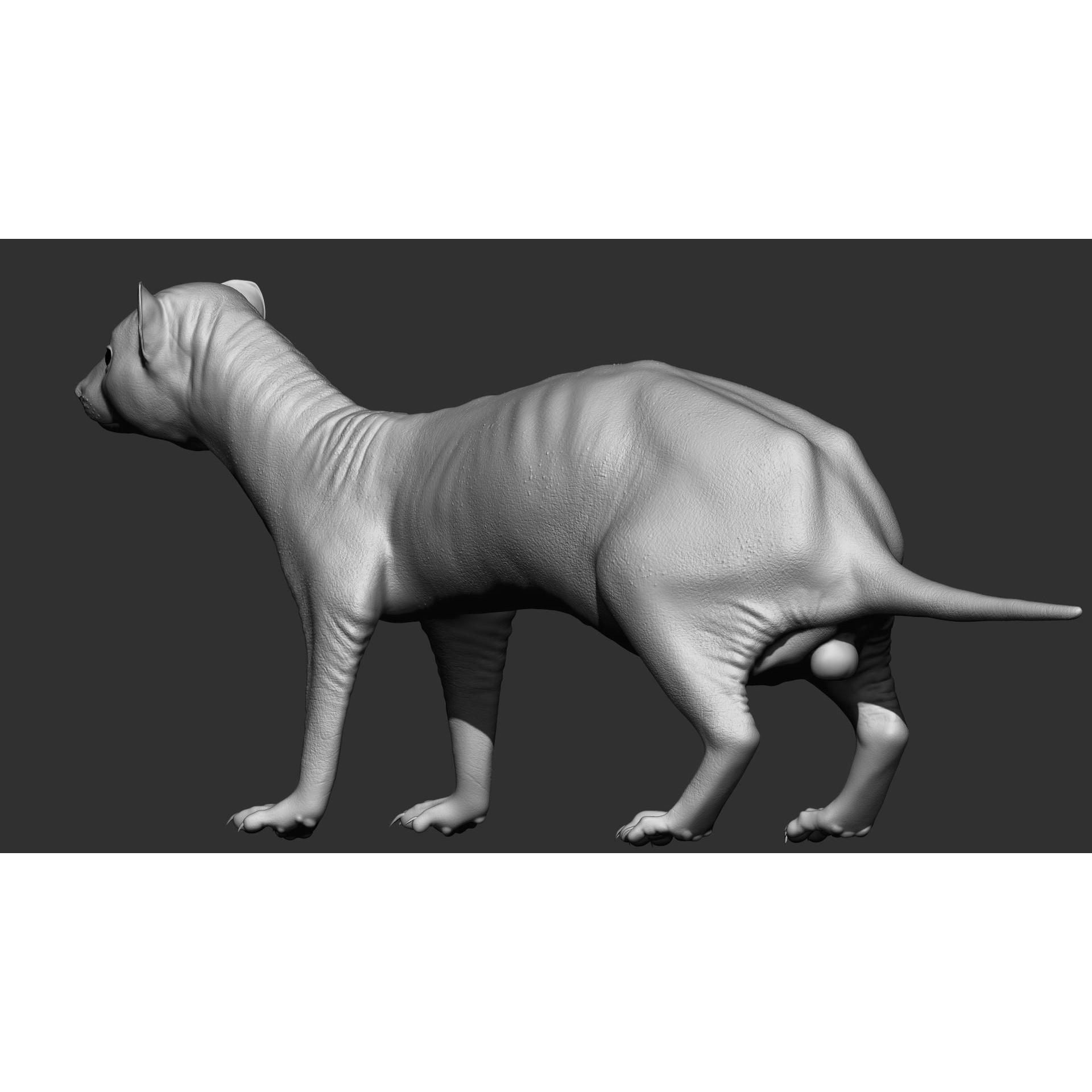 Ferret 3D Model – VFX Ready Animal Asset, FBX, PBR Textures - View 6