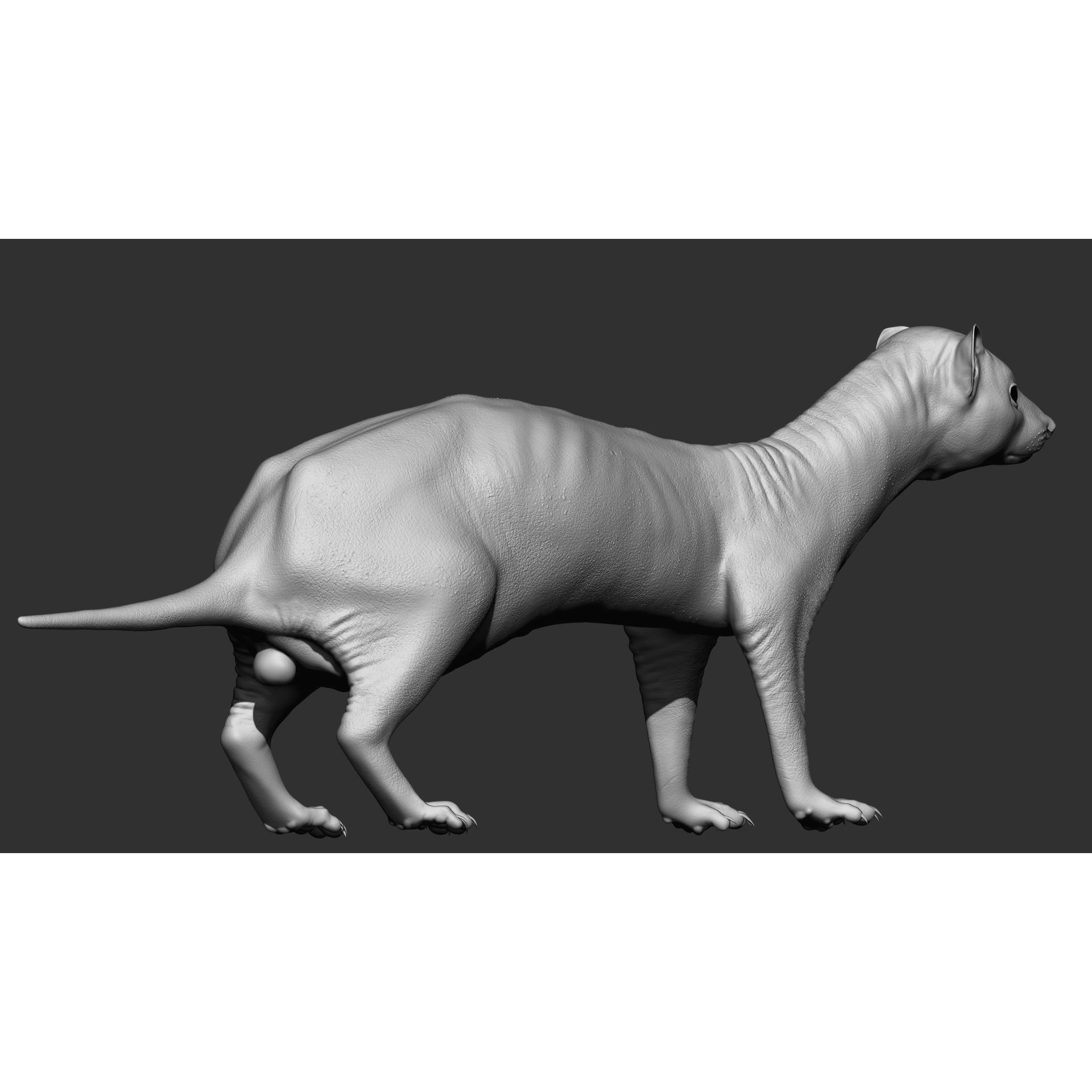 Ferret 3D Model – VFX Ready Animal Asset, FBX, PBR Textures - View 7