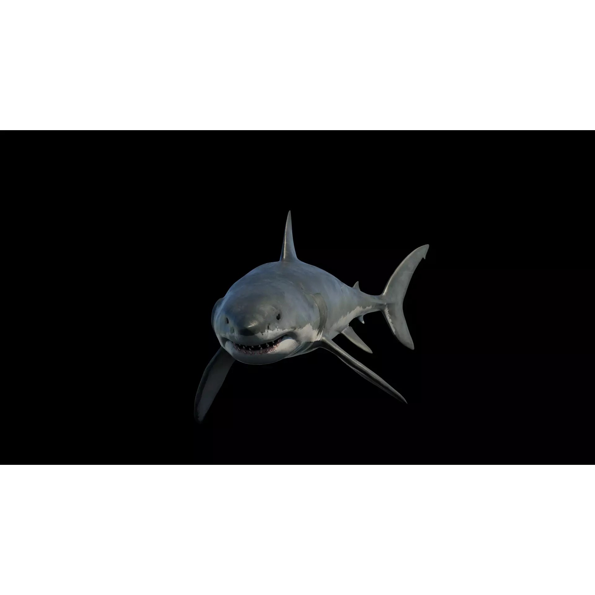 White Shark 3D Model – Game-Ready Rigged Asset, FBX, Blender - View 10