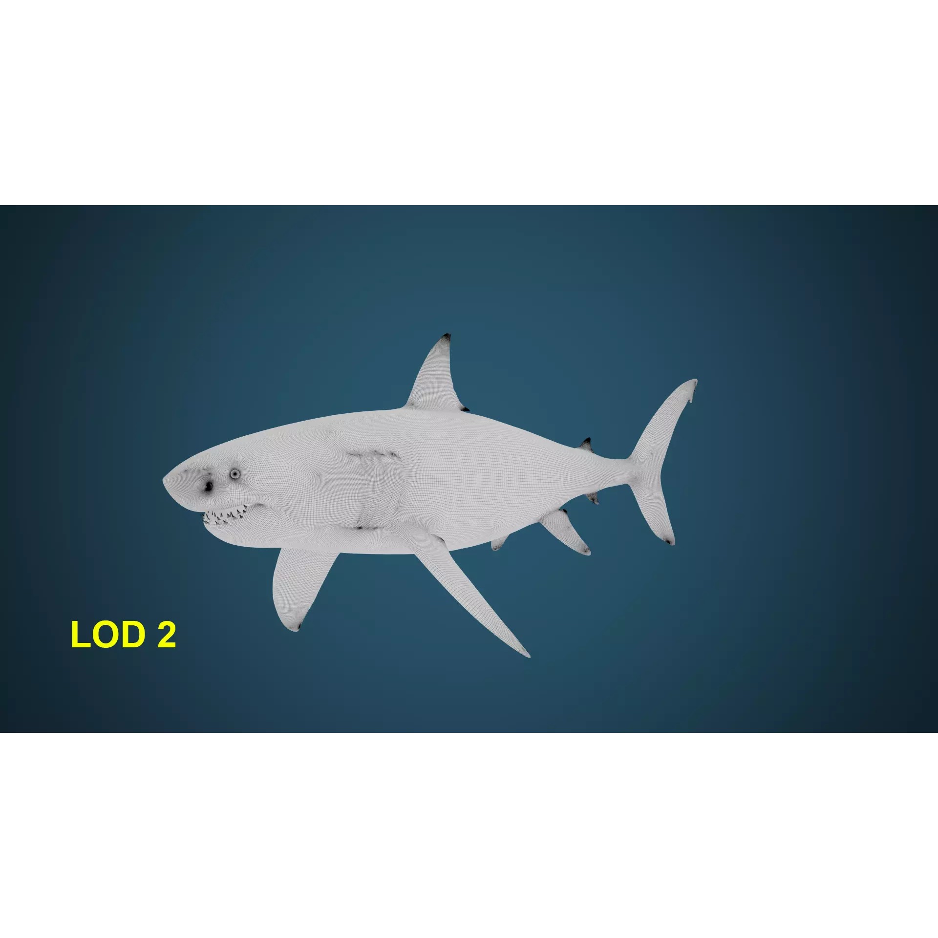 White Shark 3D Model – Game-Ready Rigged Asset, FBX, Blender - View 13