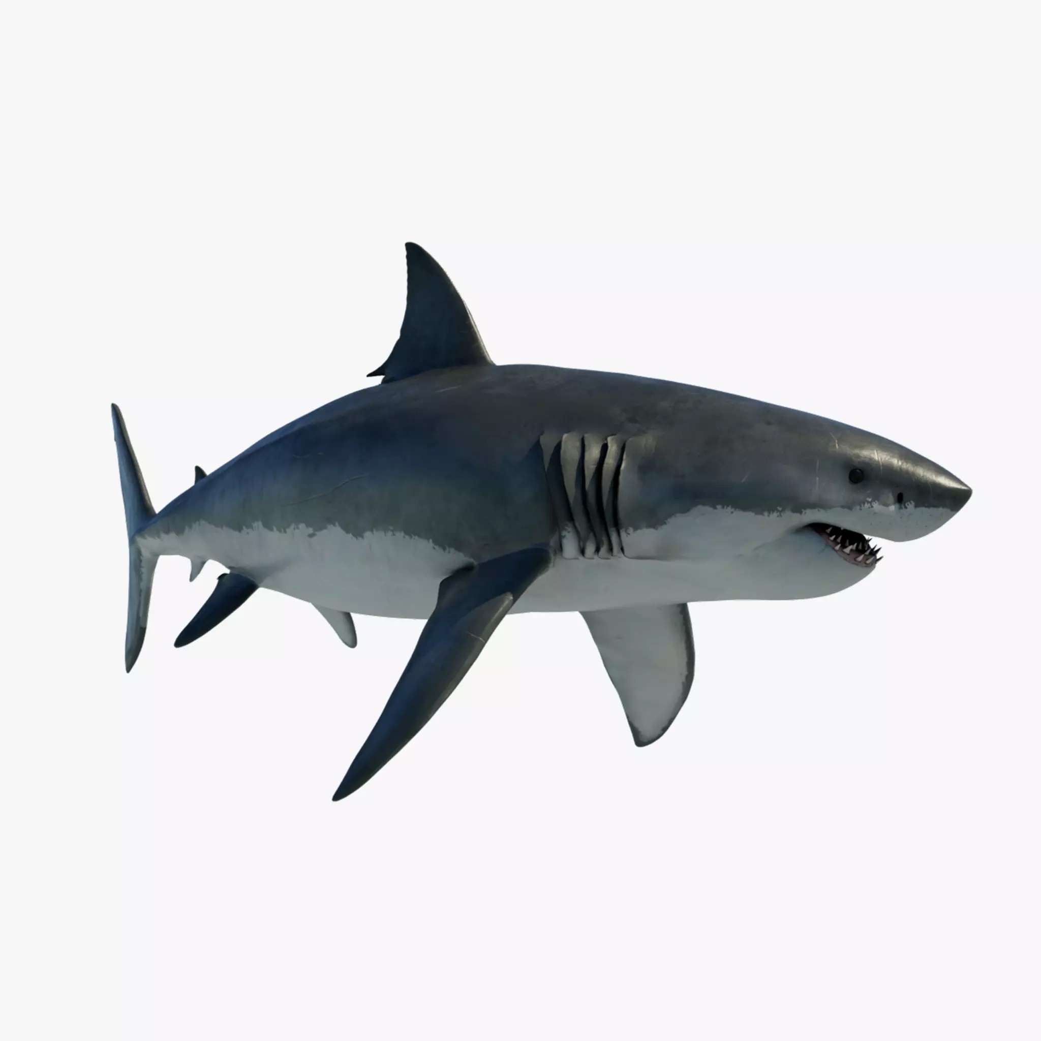White Shark 3D Model – Game-Ready Rigged Asset, FBX, Blender - View 2
