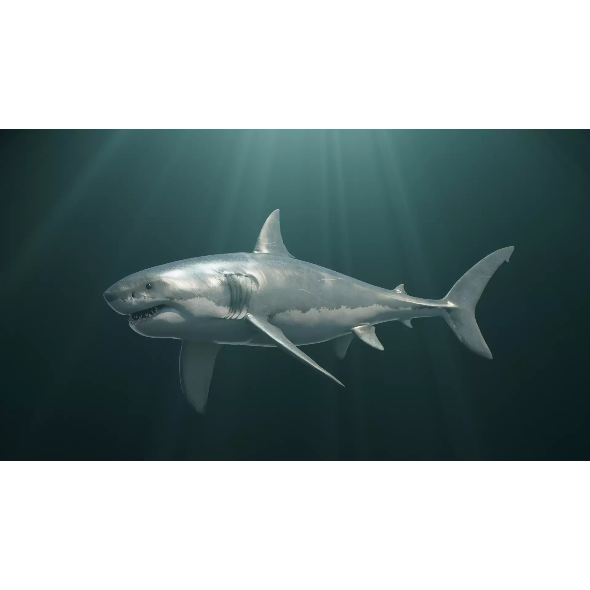 White Shark 3D Model – Game-Ready Rigged Asset, FBX, Blender - View 3