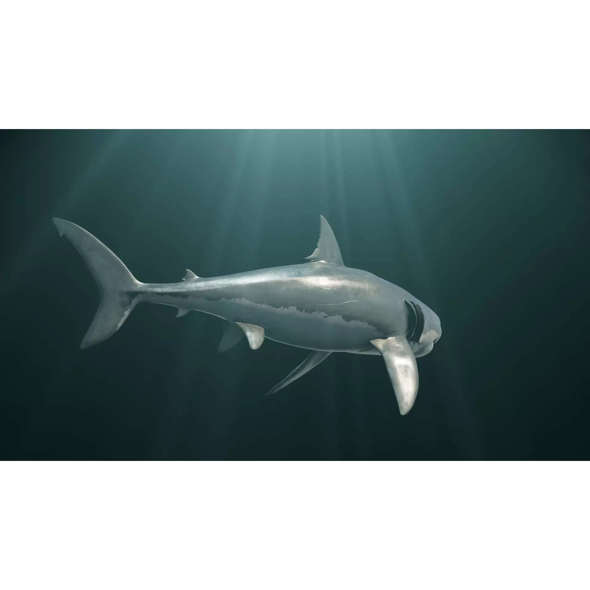 White Shark 3D Model – Game-Ready Rigged Asset, FBX, Blender - View 4