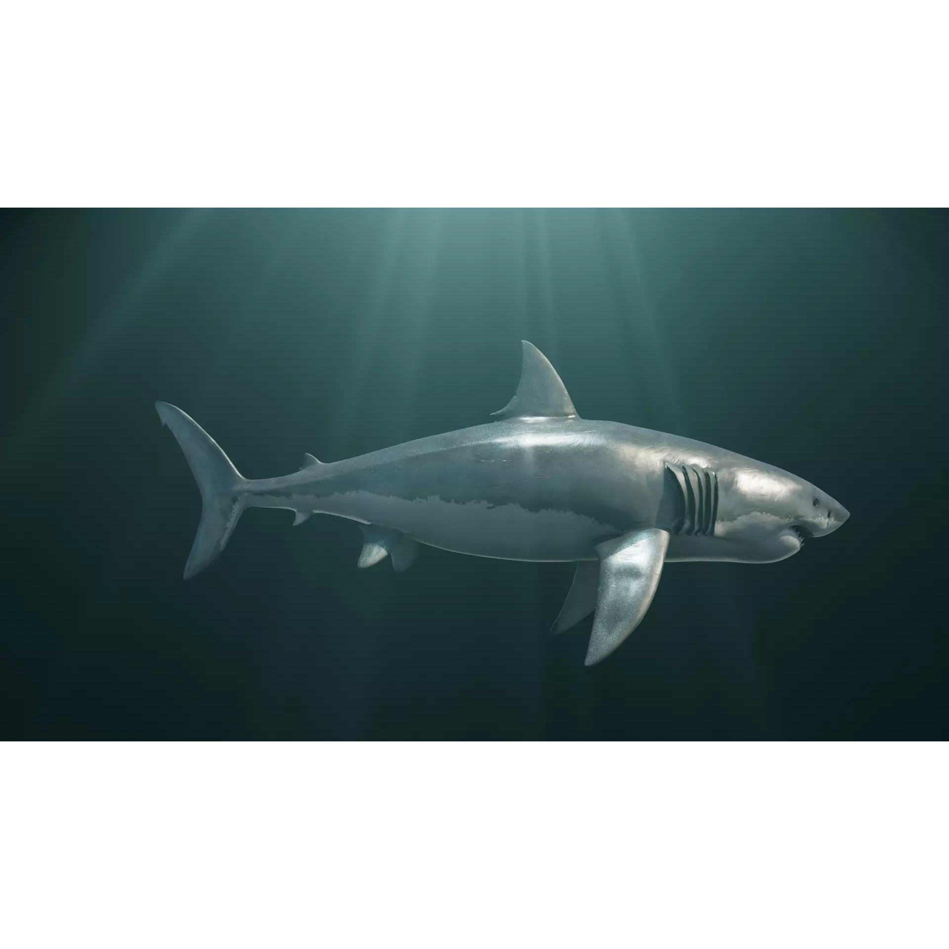 White Shark 3D Model – Game-Ready Rigged Asset, FBX, Blender - View 5