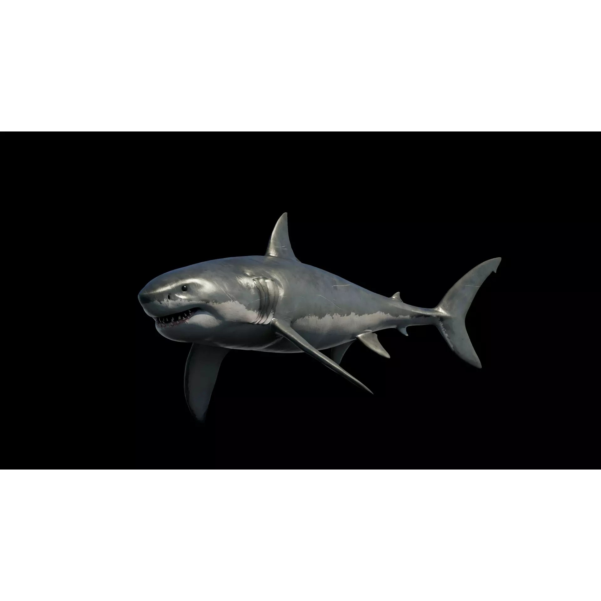 White Shark 3D Model – Game-Ready Rigged Asset, FBX, Blender - View 6