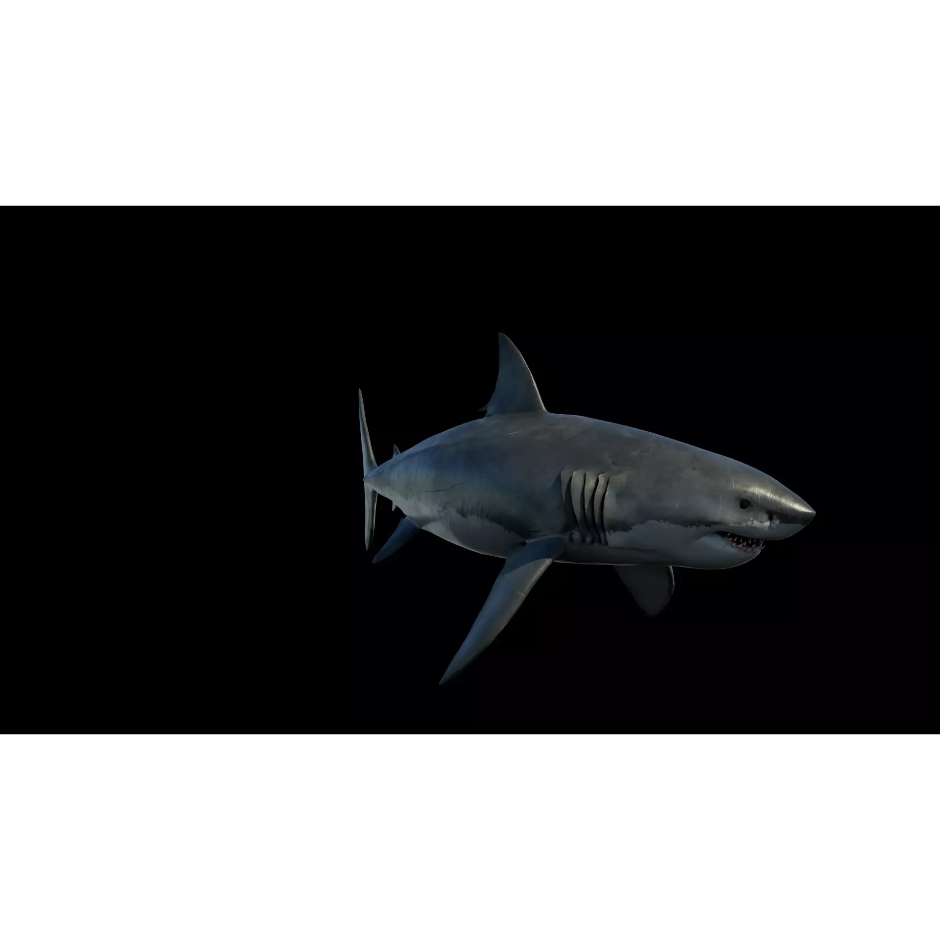 White Shark 3D Model – Game-Ready Rigged Asset, FBX, Blender - View 7