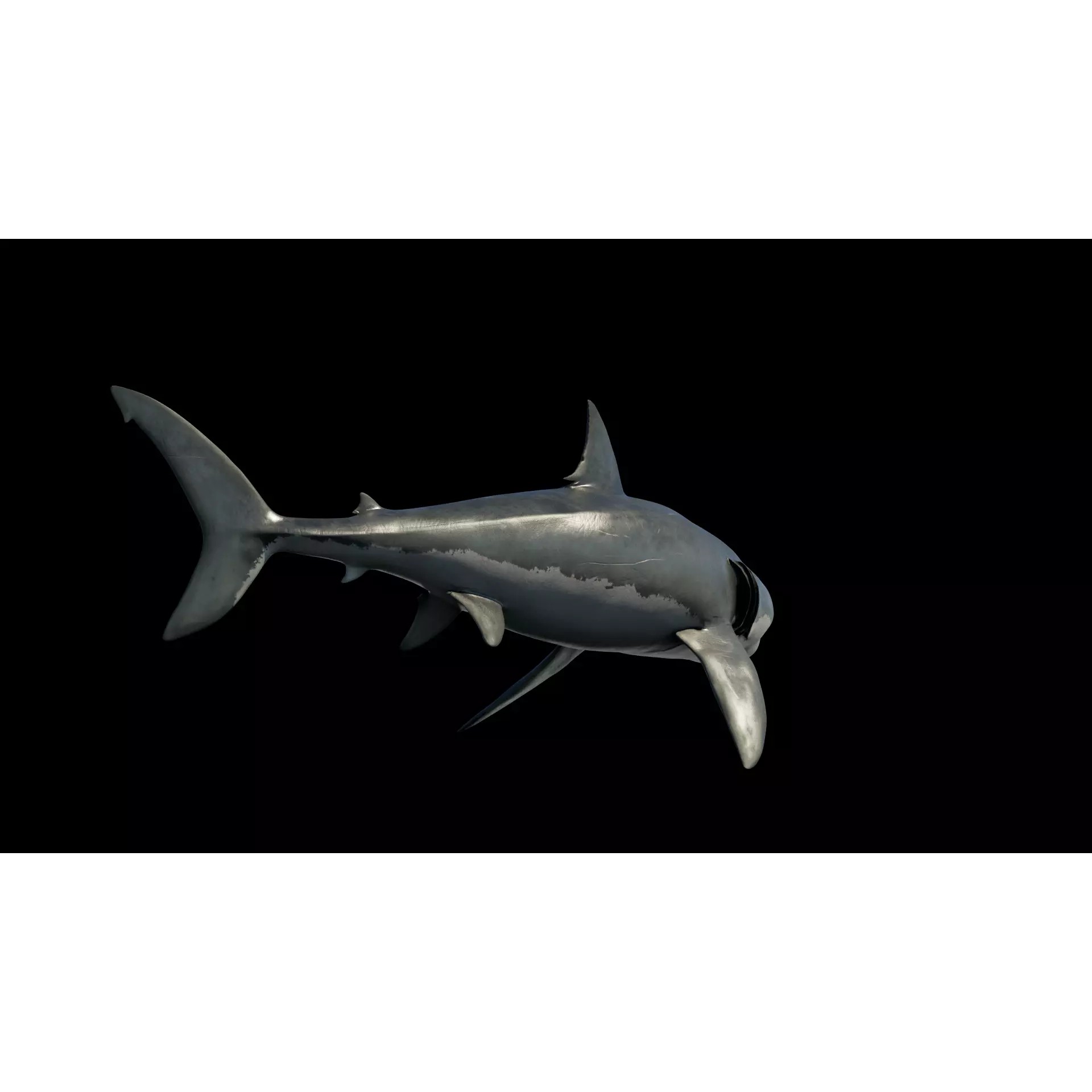 White Shark 3D Model – Game-Ready Rigged Asset, FBX, Blender - View 8