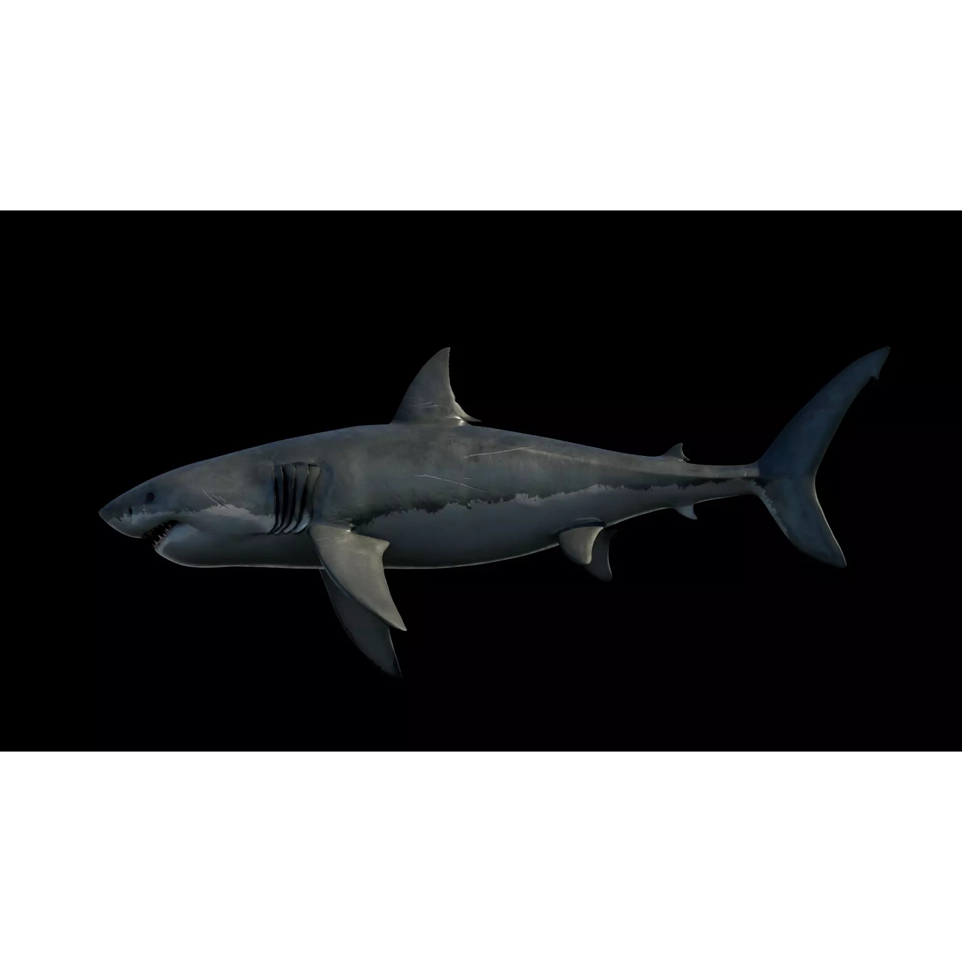 White Shark 3D Model – Game-Ready Rigged Asset, FBX, Blender - View 9