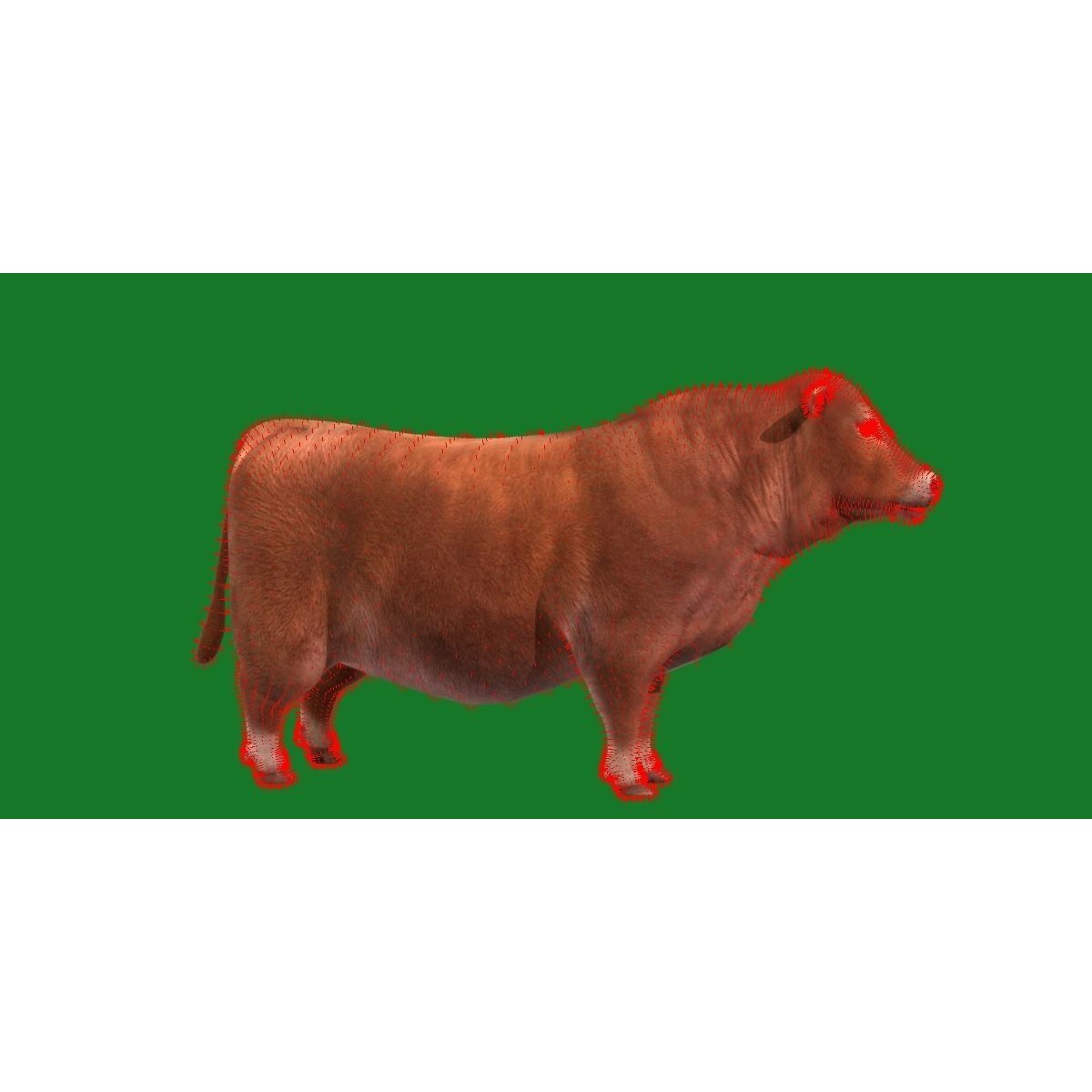 Santa Gertrudis Cattle 3D Model – Low Poly Game Ready Asset, FBX - View 10