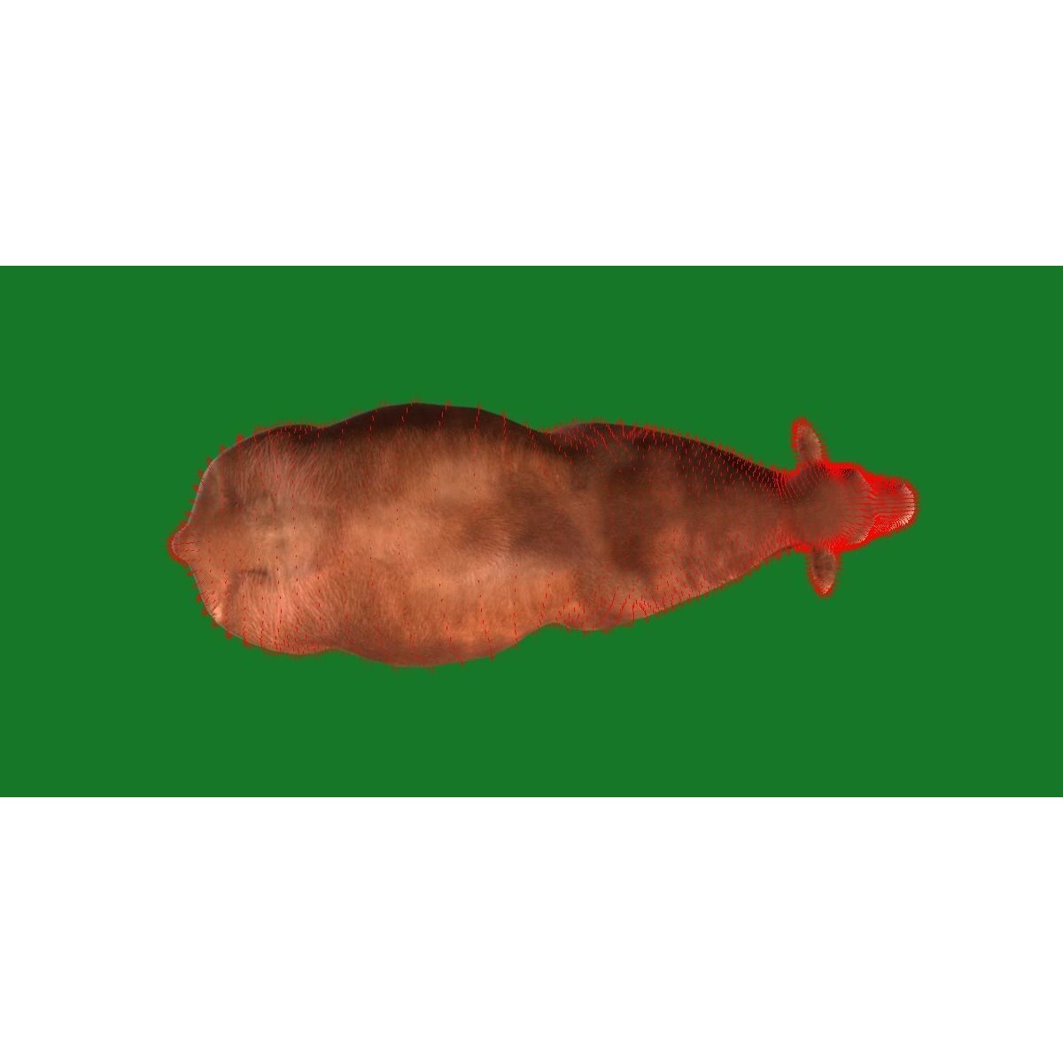 Santa Gertrudis Cattle 3D Model – Low Poly Game Ready Asset, FBX - View 12