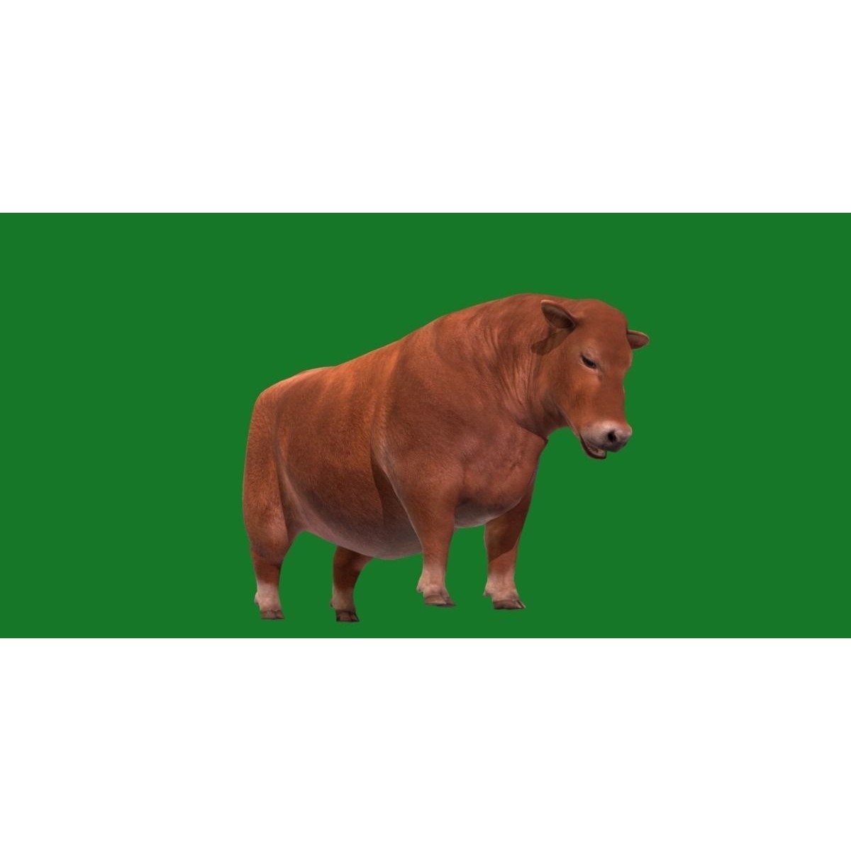 Santa Gertrudis Cattle 3D Model – Low Poly Game Ready Asset, FBX - View 14