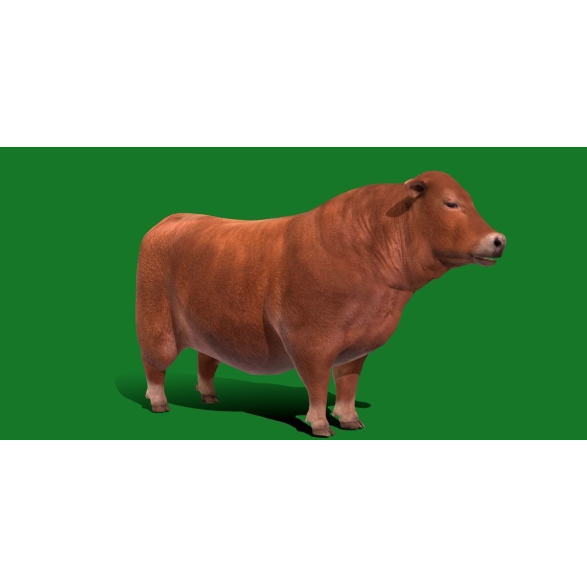 Santa Gertrudis Cattle 3D Model – Low Poly Game Ready Asset, FBX - View 16