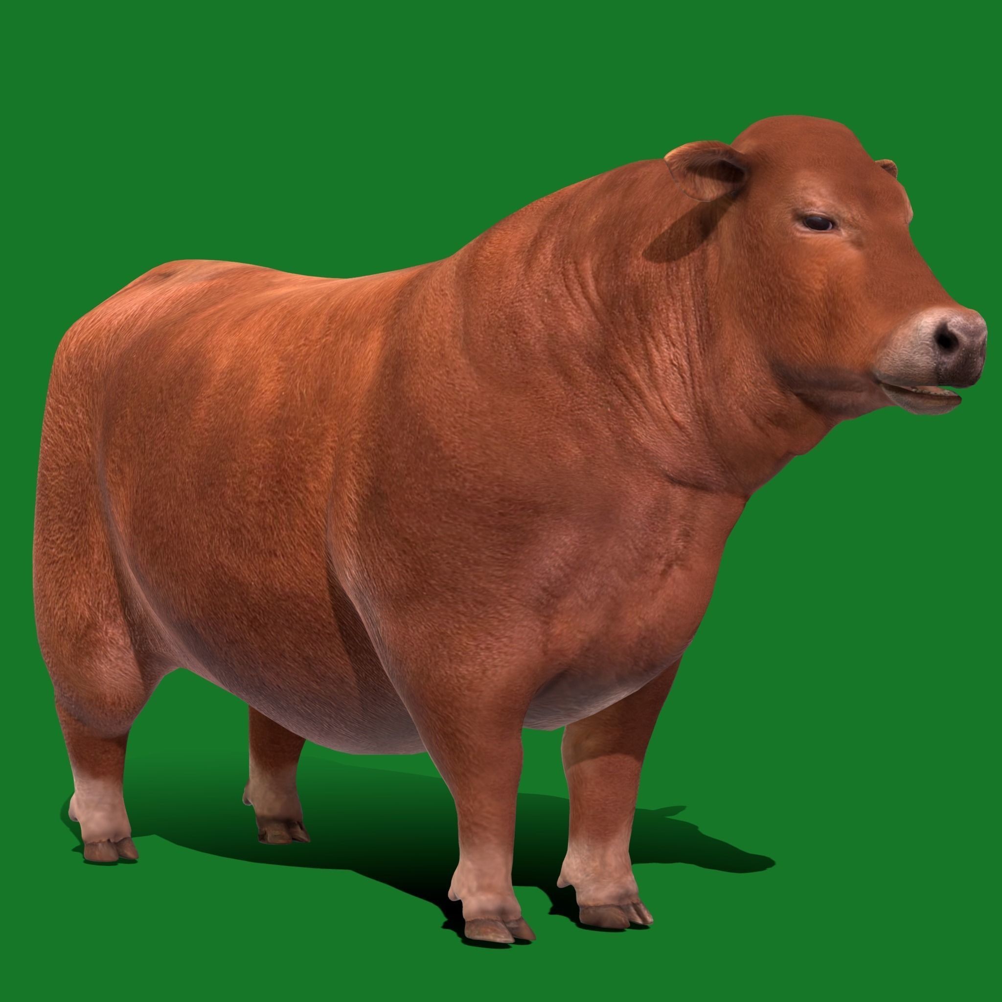 Santa Gertrudis Cattle 3D Model – Low Poly Game Ready Asset, FBX - View 17