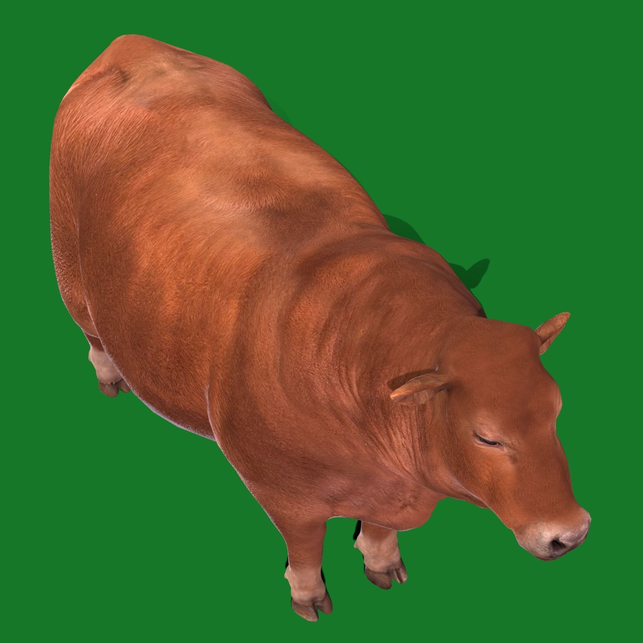 Santa Gertrudis Cattle 3D Model – Low Poly Game Ready Asset, FBX - View 18