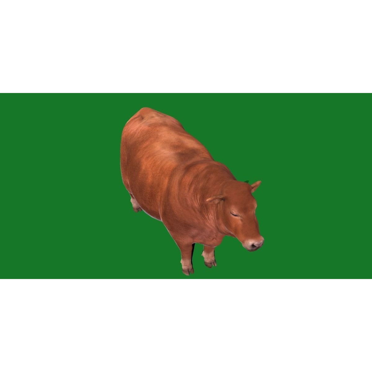 Santa Gertrudis Cattle 3D Model – Low Poly Game Ready Asset, FBX - View 19