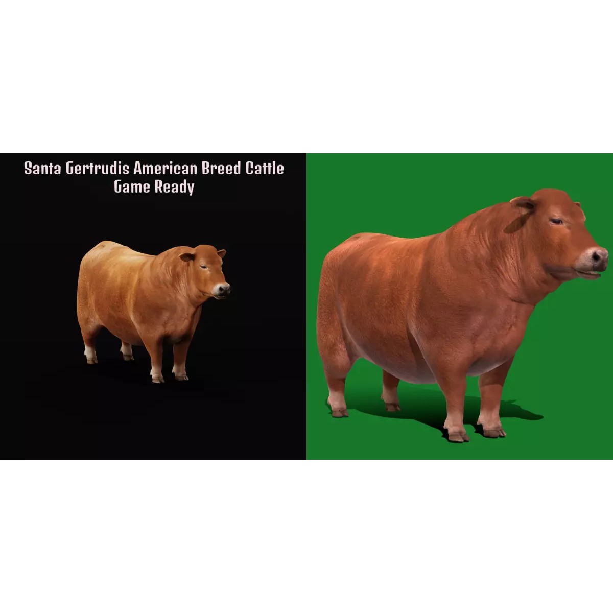 Santa Gertrudis Cattle 3D Model – Low Poly Game Ready Asset, FBX - View 2