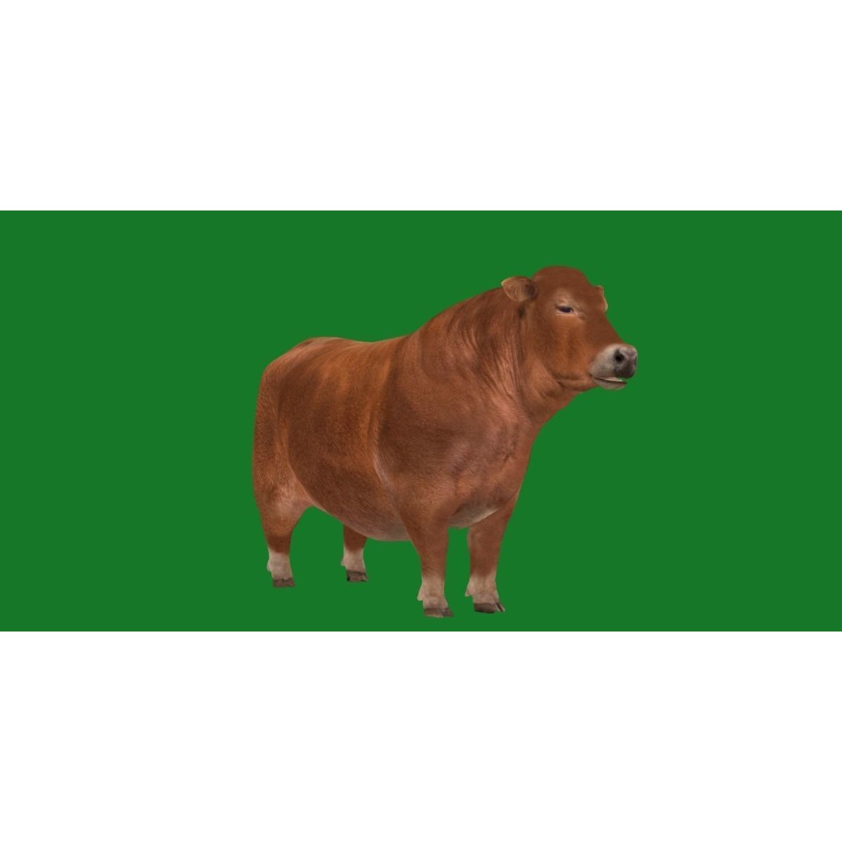 Santa Gertrudis Cattle 3D Model – Low Poly Game Ready Asset, FBX - View 20