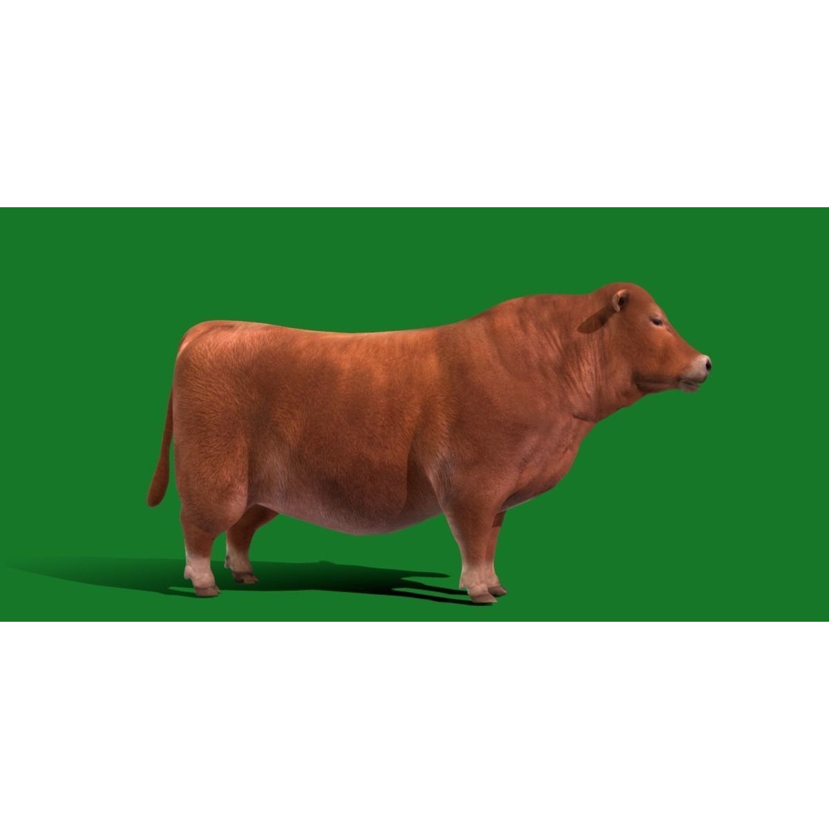 Santa Gertrudis Cattle 3D Model – Low Poly Game Ready Asset, FBX - View 23
