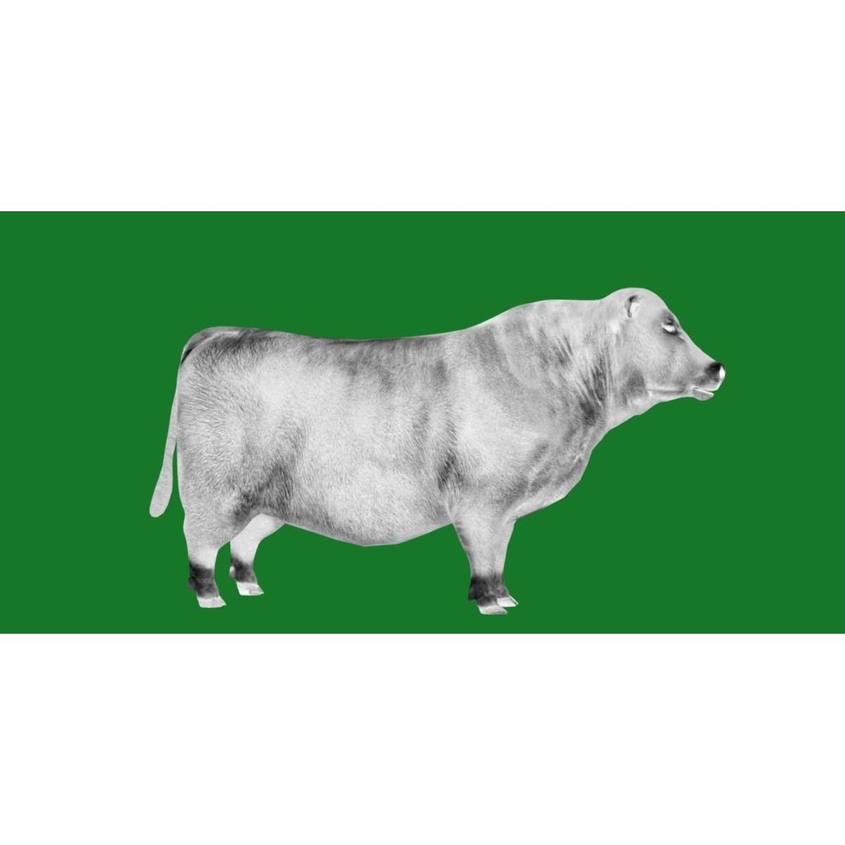 Santa Gertrudis Cattle 3D Model – Low Poly Game Ready Asset, FBX - View 25