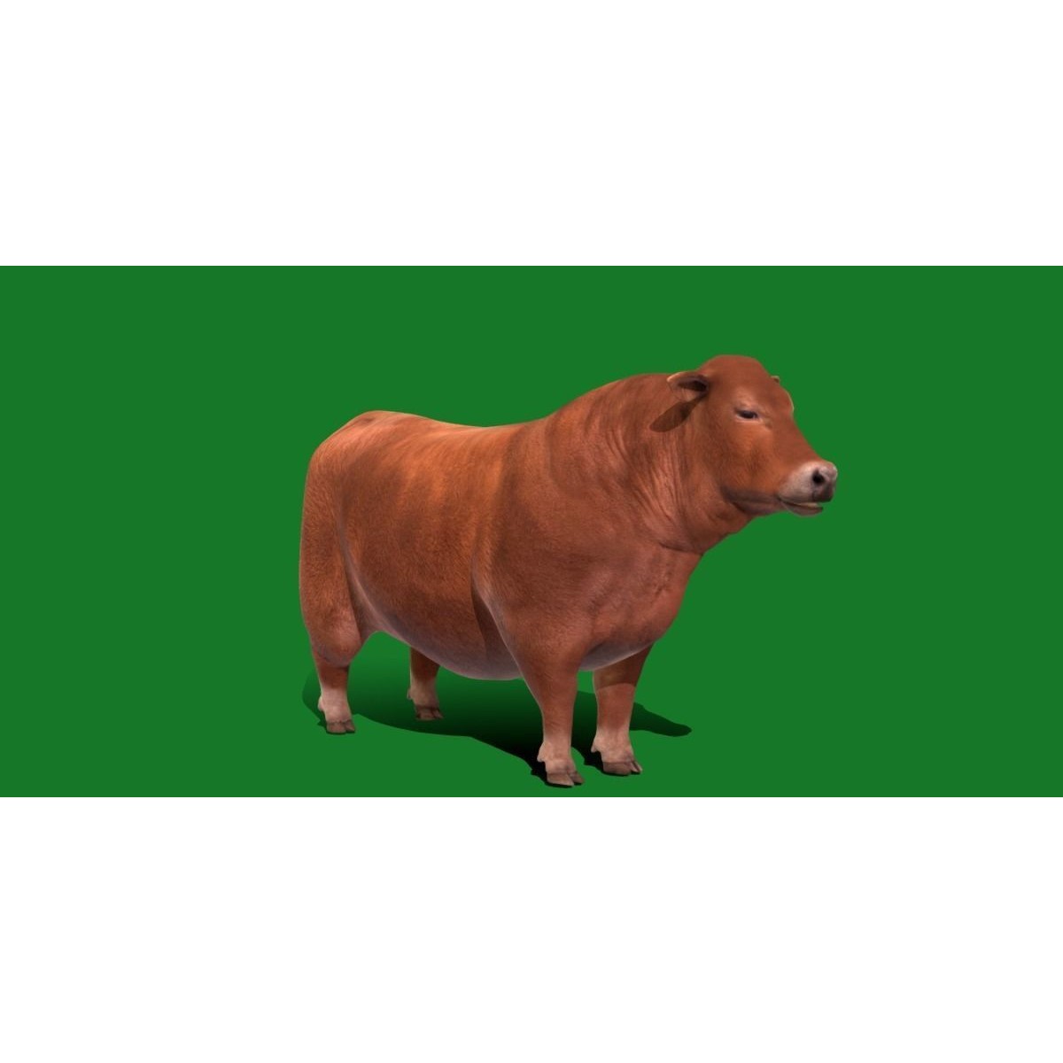 Santa Gertrudis Cattle 3D Model – Low Poly Game Ready Asset, FBX - View 26