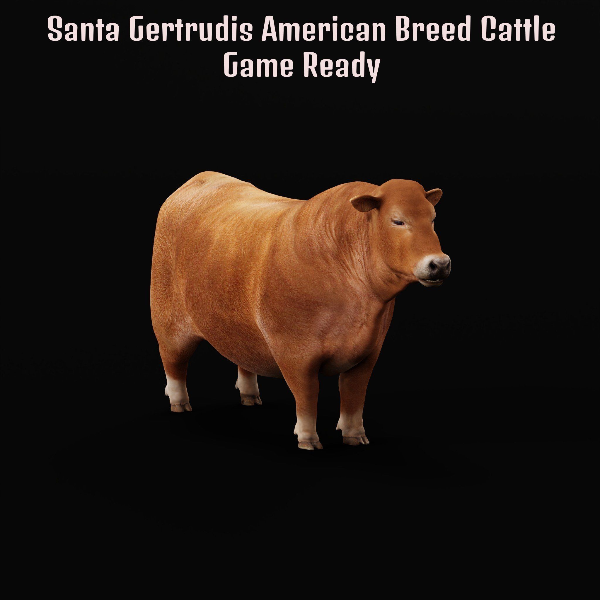 Santa Gertrudis Cattle 3D Model – Low Poly Game Ready Asset, FBX - View 27