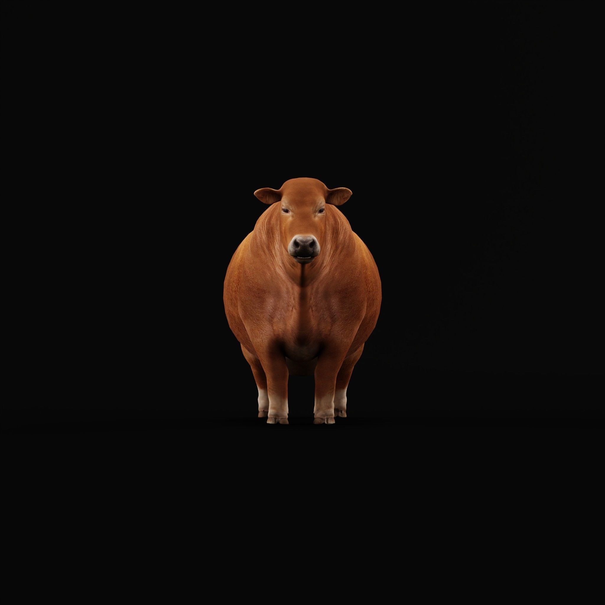 Santa Gertrudis Cattle 3D Model – Low Poly Game Ready Asset, FBX - View 28