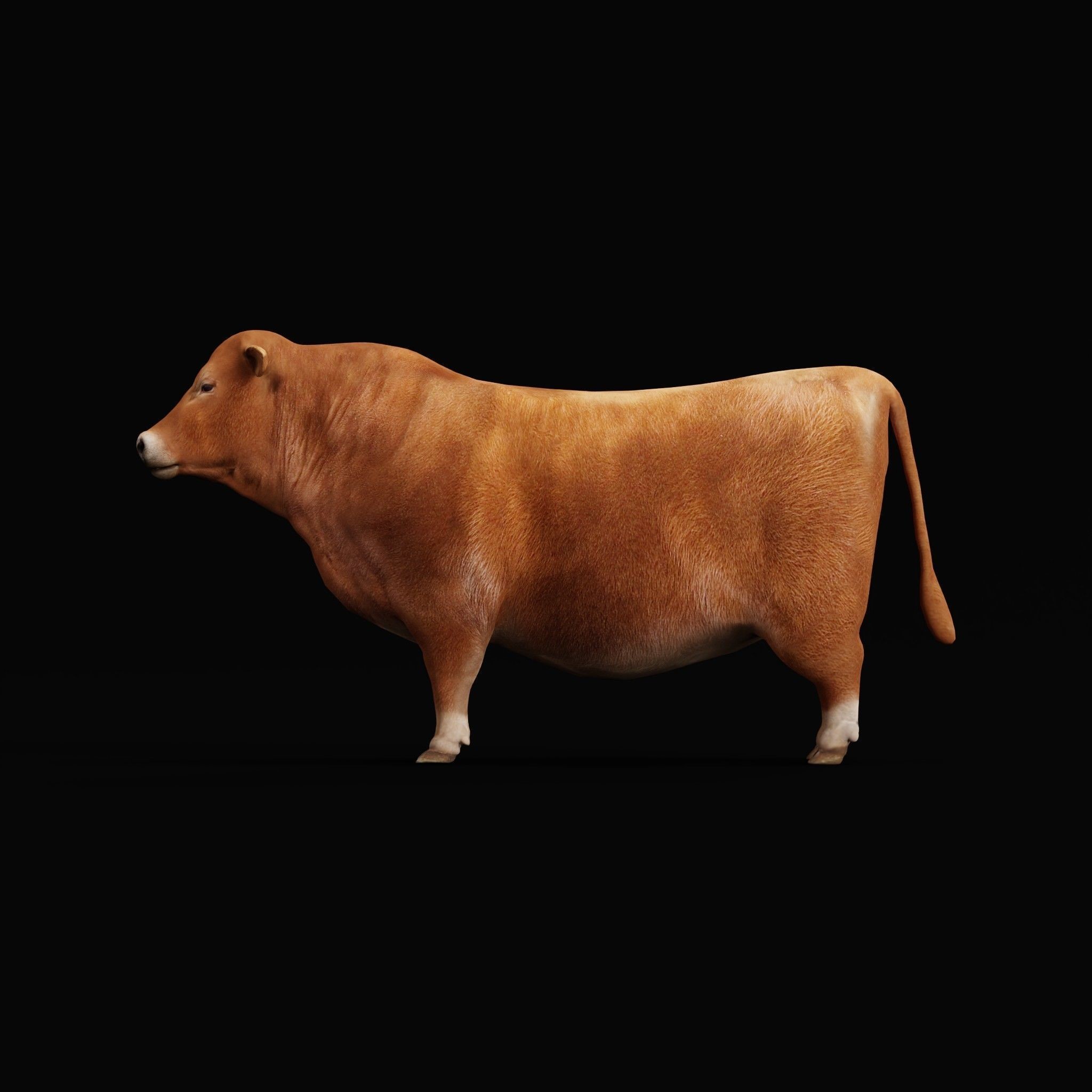 Santa Gertrudis Cattle 3D Model – Low Poly Game Ready Asset, FBX - View 29