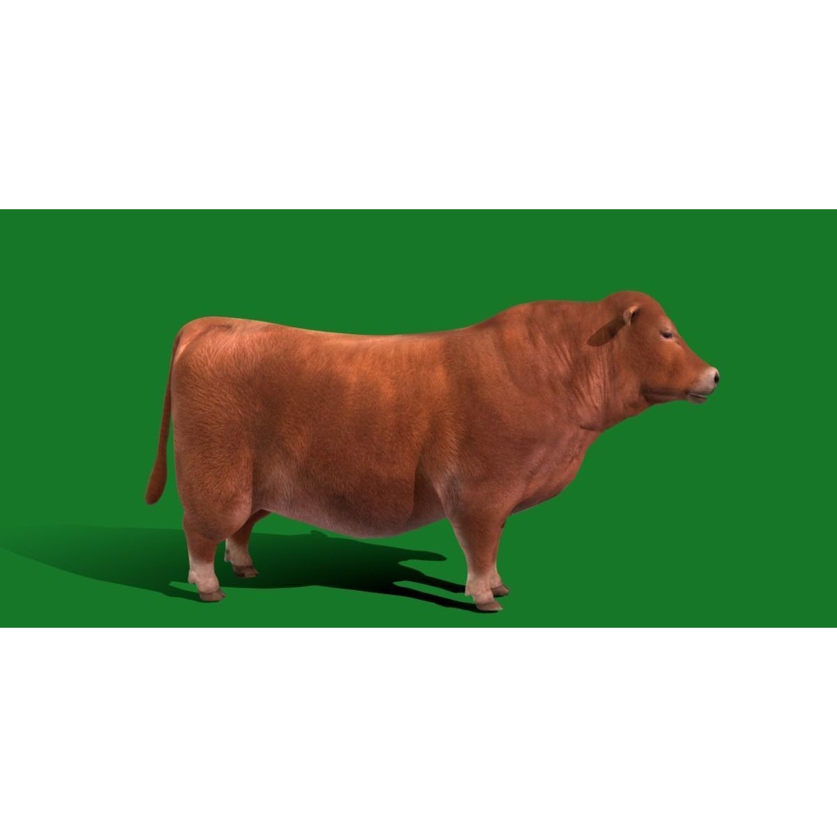 Santa Gertrudis Cattle 3D Model – Low Poly Game Ready Asset, FBX - View 3