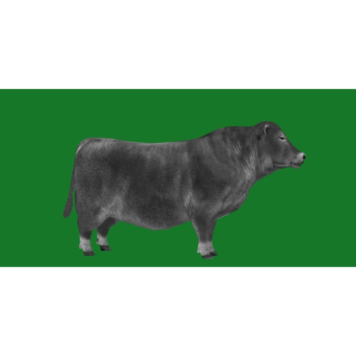 Santa Gertrudis Cattle 3D Model – Low Poly Game Ready Asset, FBX - View 4