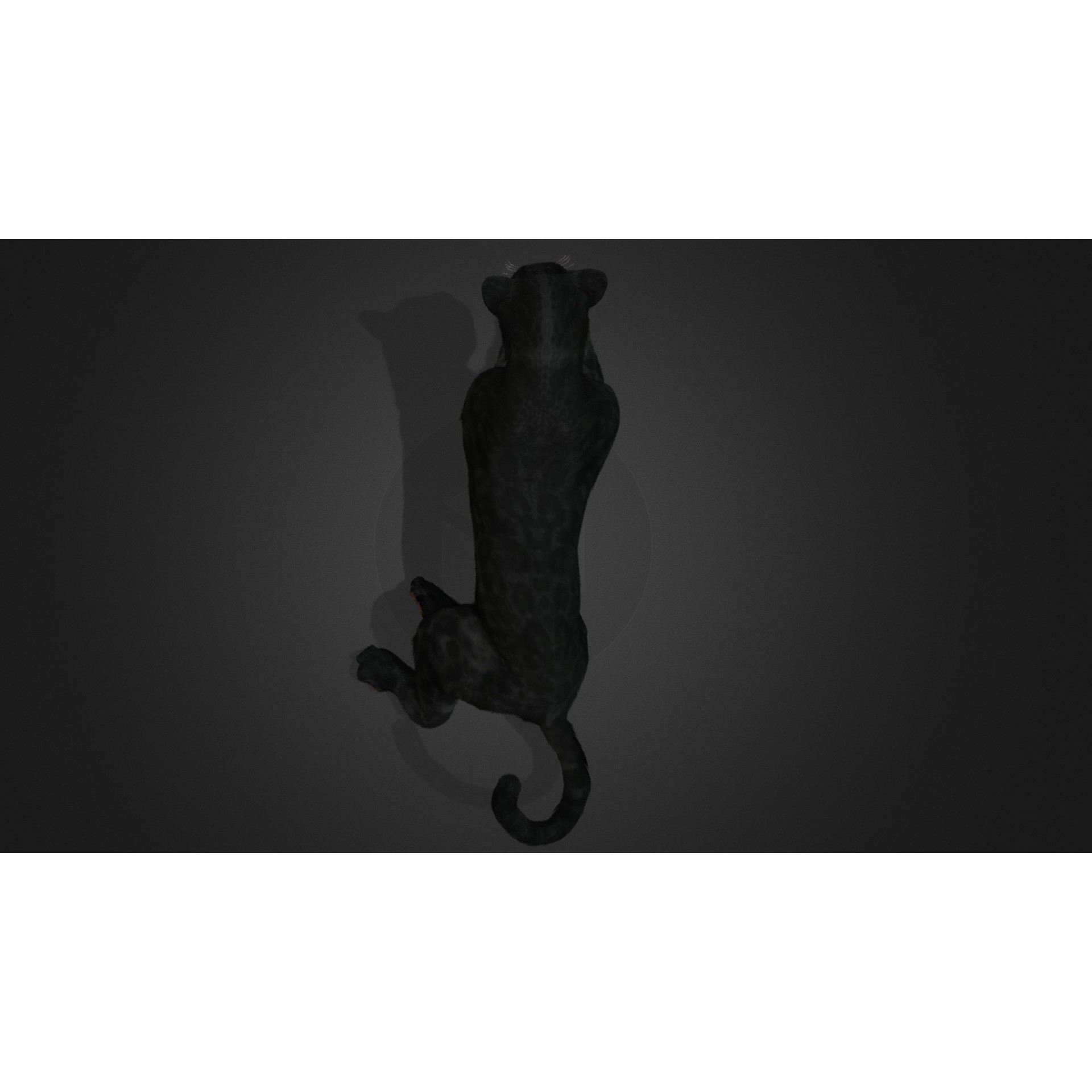 Realistic Panther 3D Model – Animated Rigged Asset for Unreal Engine